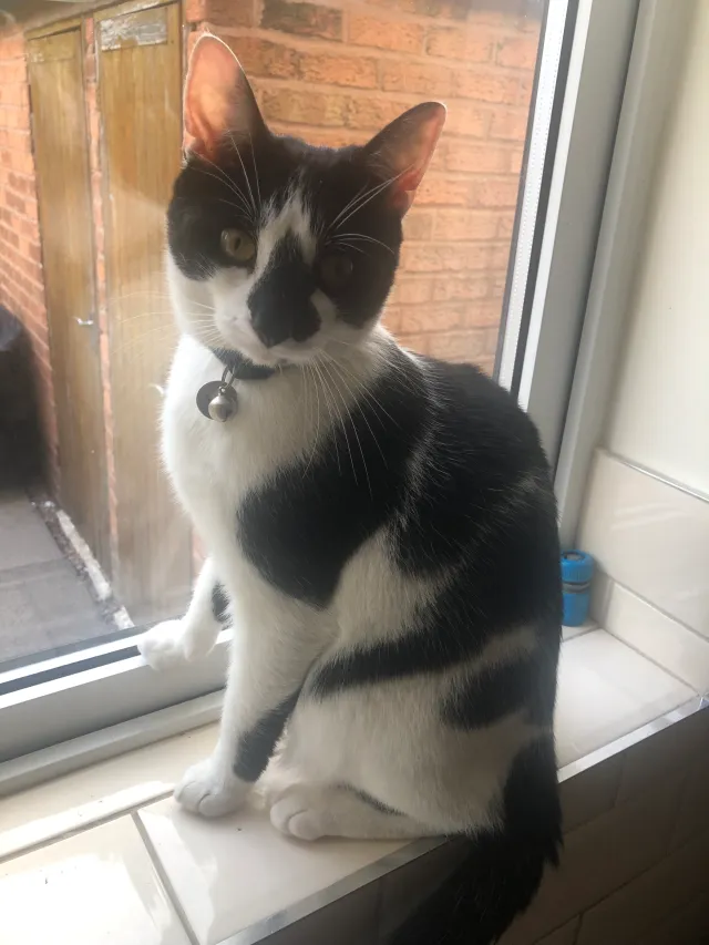 Jasper - Clockmill Road, Walsall