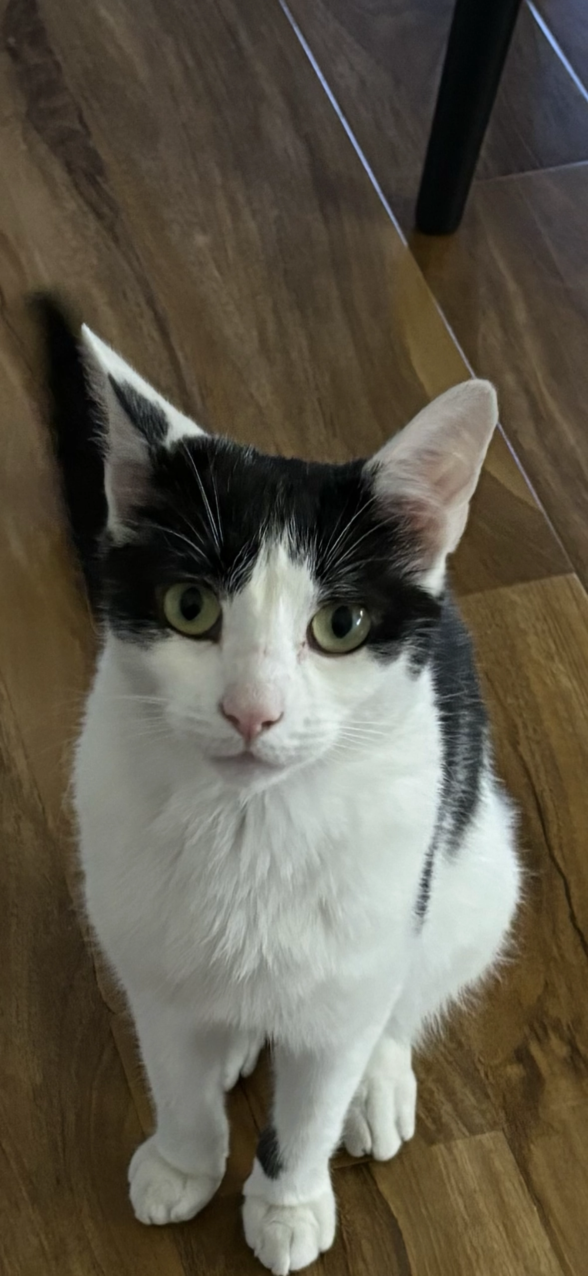 Douglas - Gabriel Mews, Chippenham