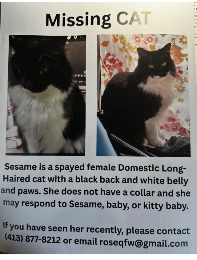 Sesame she is white and black lo - 9 Gordon Rd, Shrewsbury