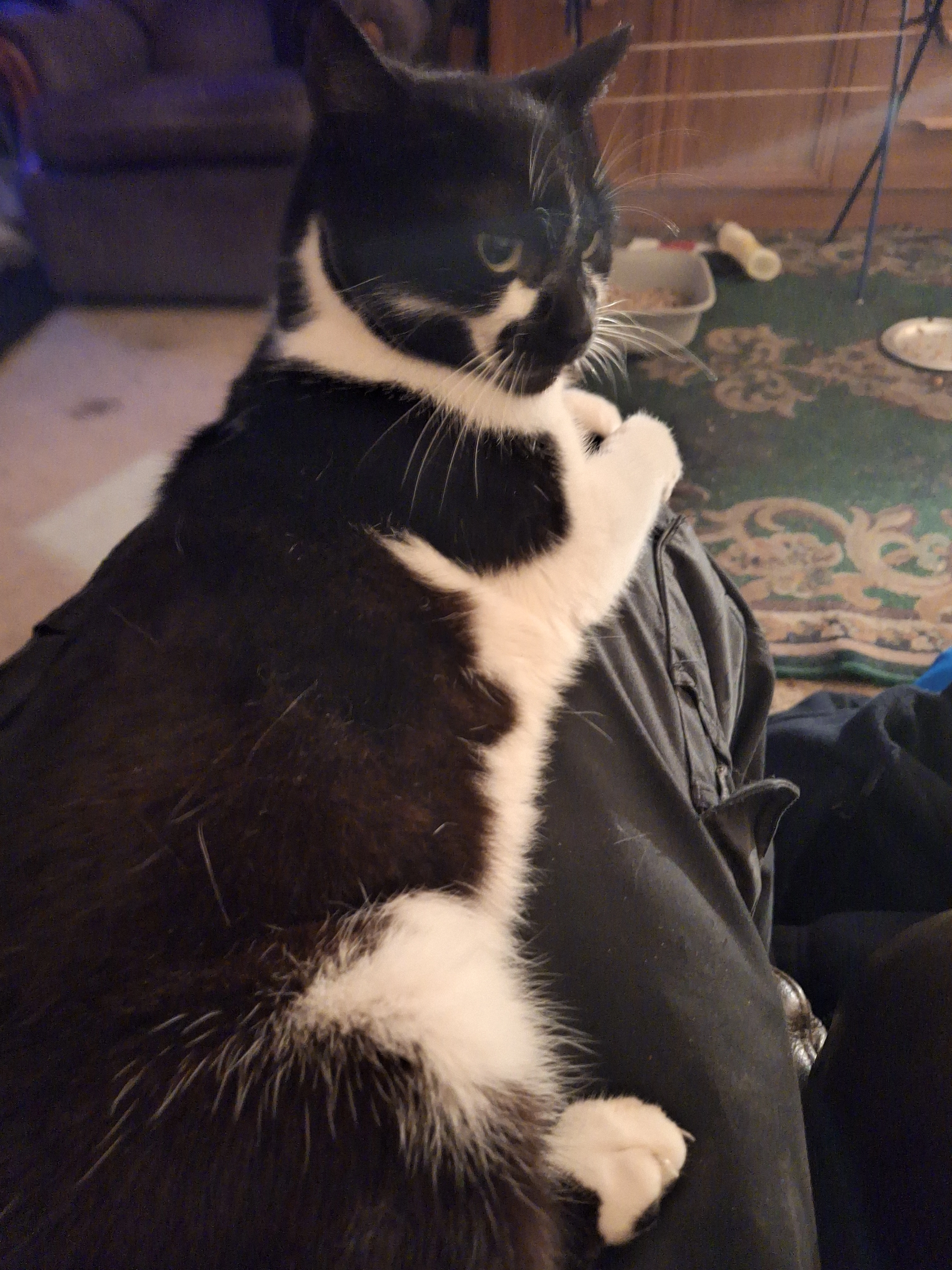 Mitzy  - Andrew Macdonald Close, Market Harborough