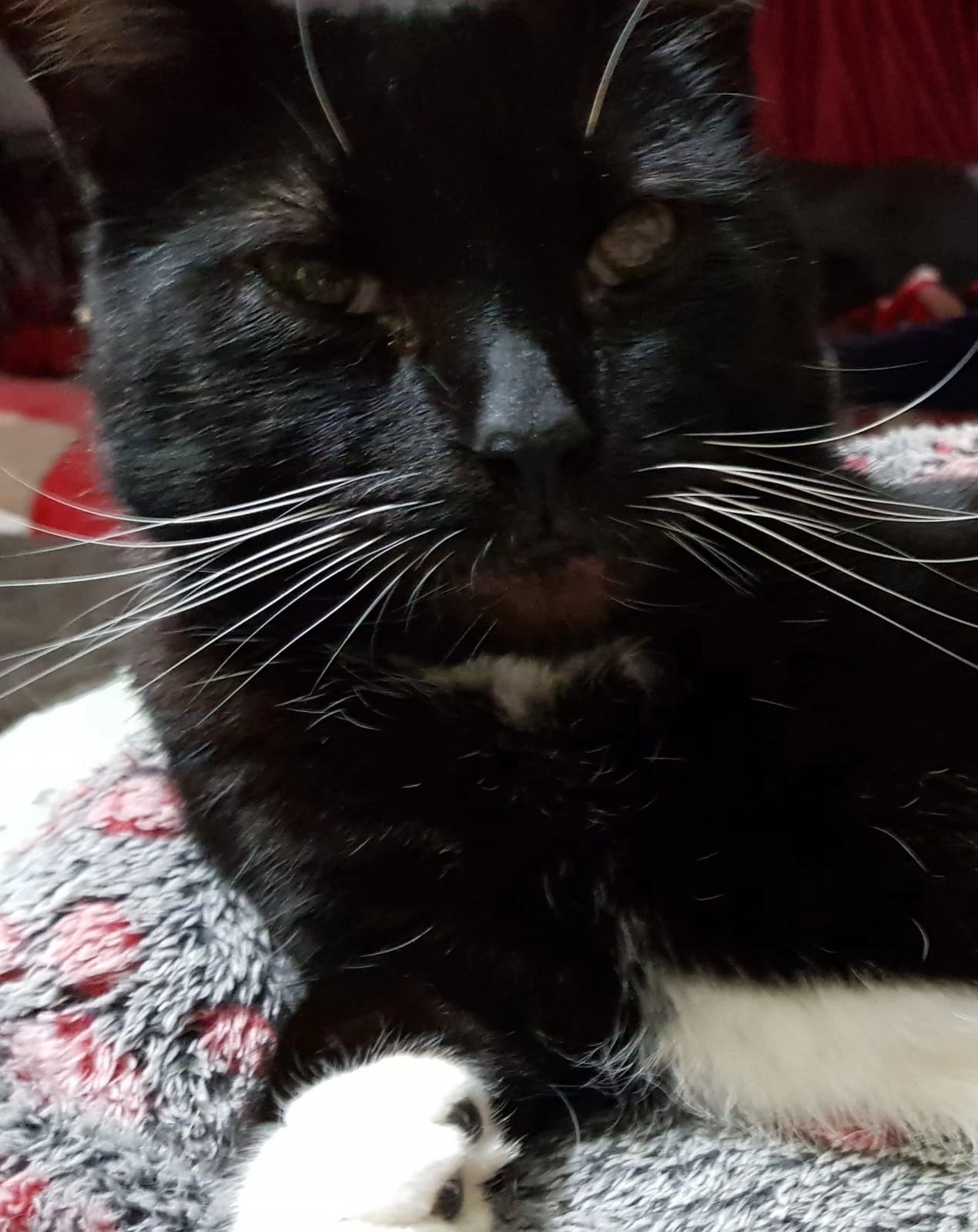 Barney - Rodney Street, Swansea