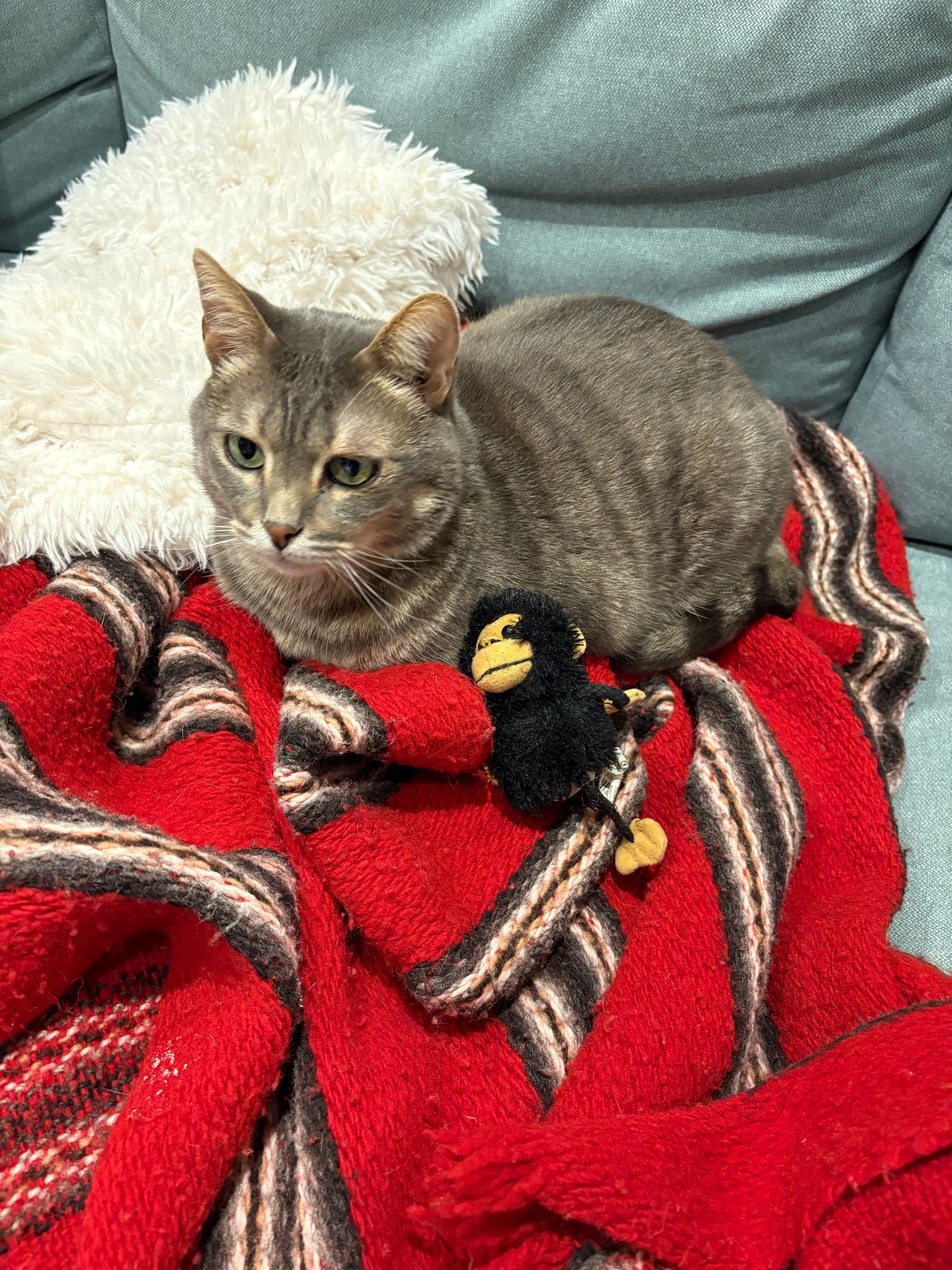 Freddie - 9 Rue du Dauphin, Aix-les-Bains