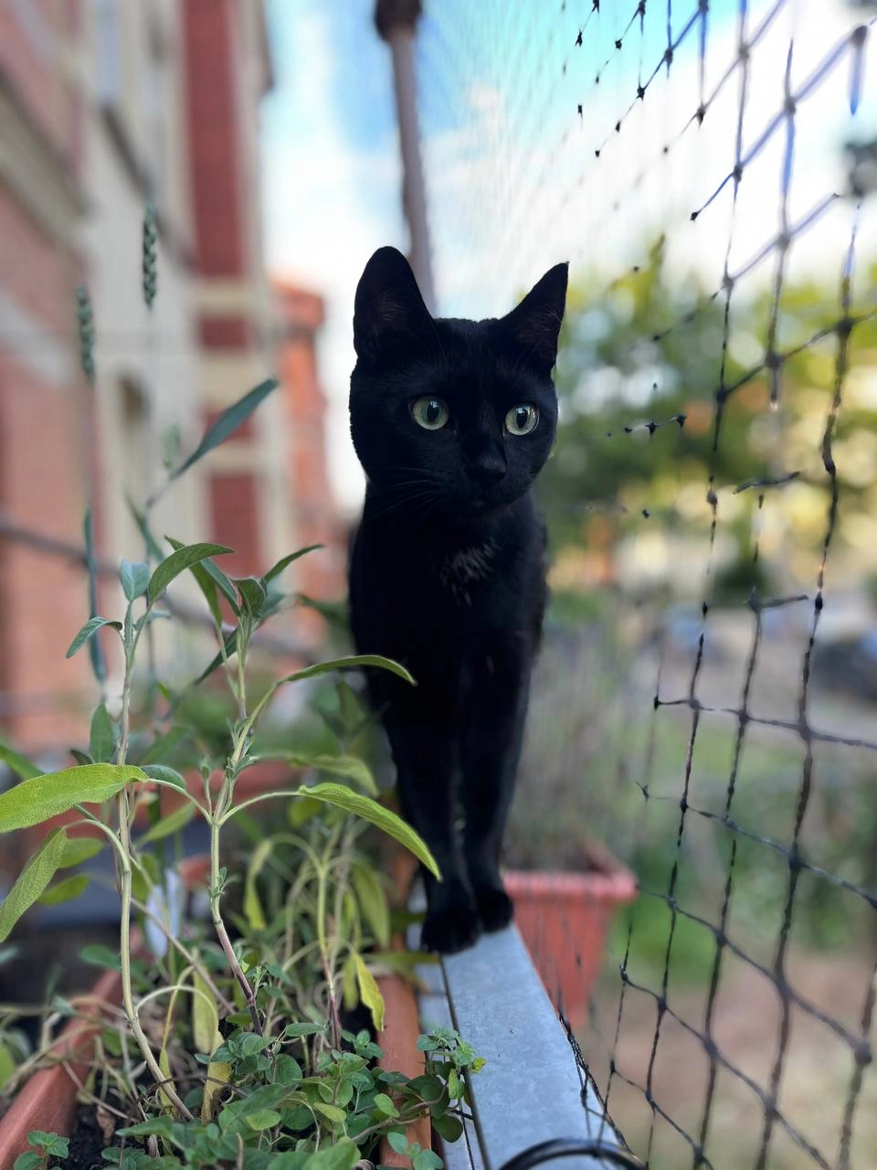 Tiffi - Semmelweisstraße, Erfurt