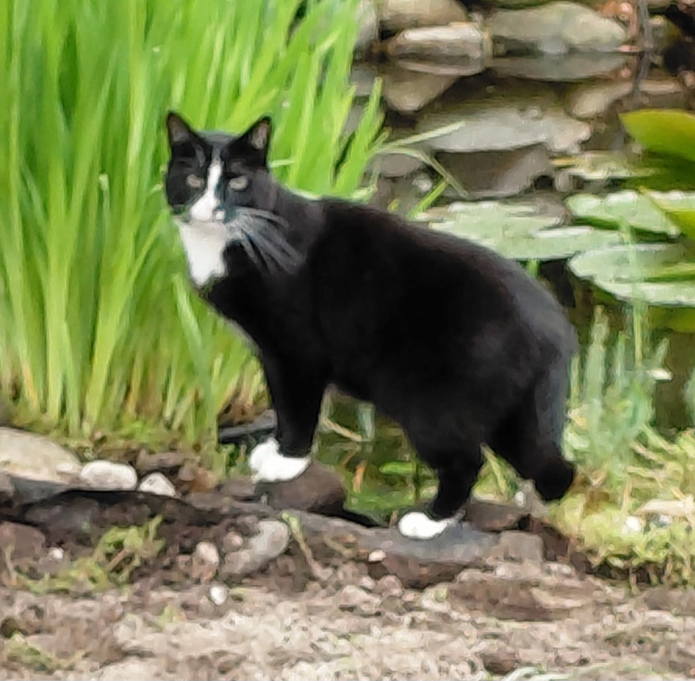 Tommy - Larixweg , 't Harde