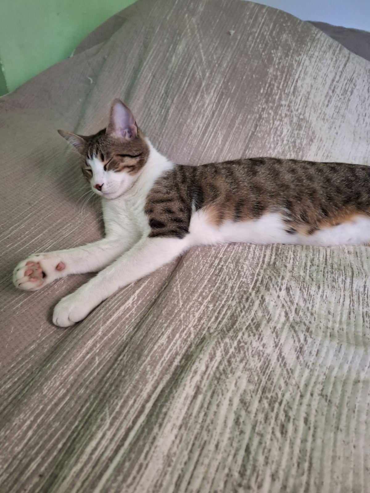 Monbo - Русе, Sofia