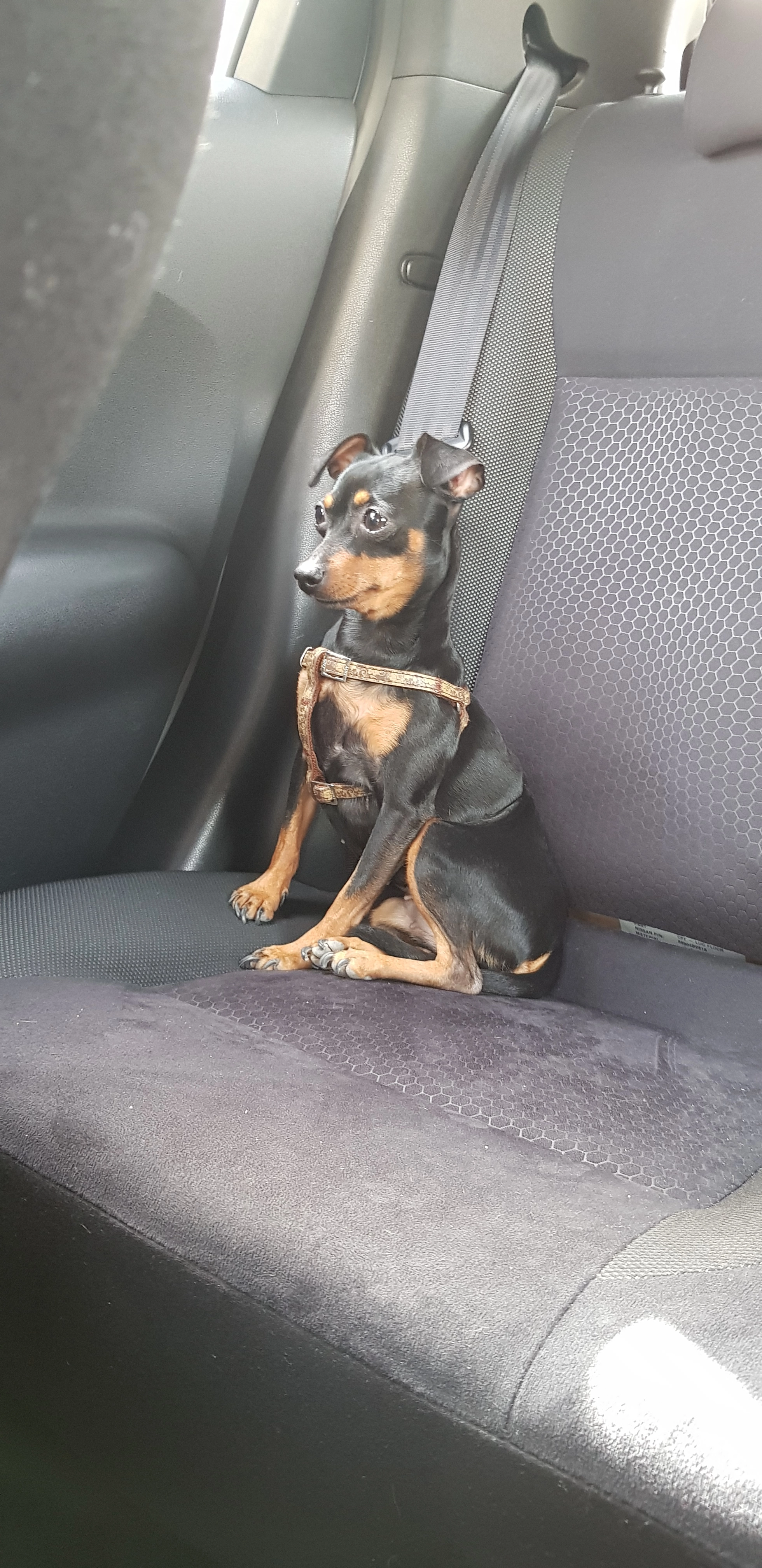 Nala - Plaza del Conde de Ferrería, Málaga