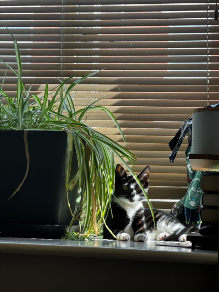 Misty - Rudgard Lane, Lincoln