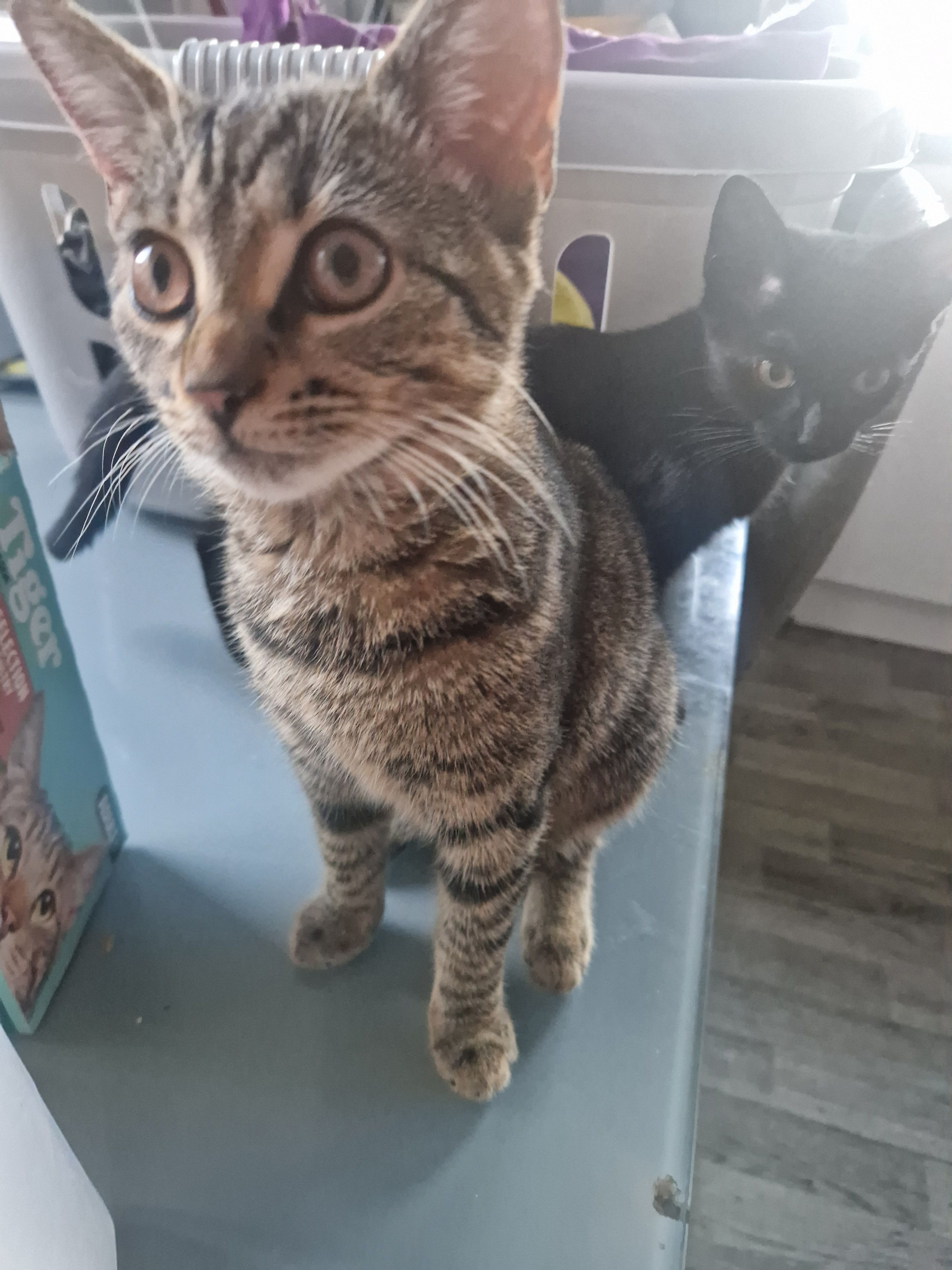 Milo - 2 Lon Cymru, Llandudno