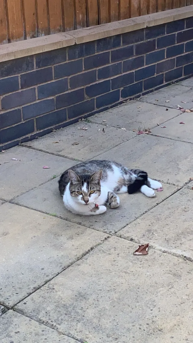 Luna - Coleshill Road, Birmingham