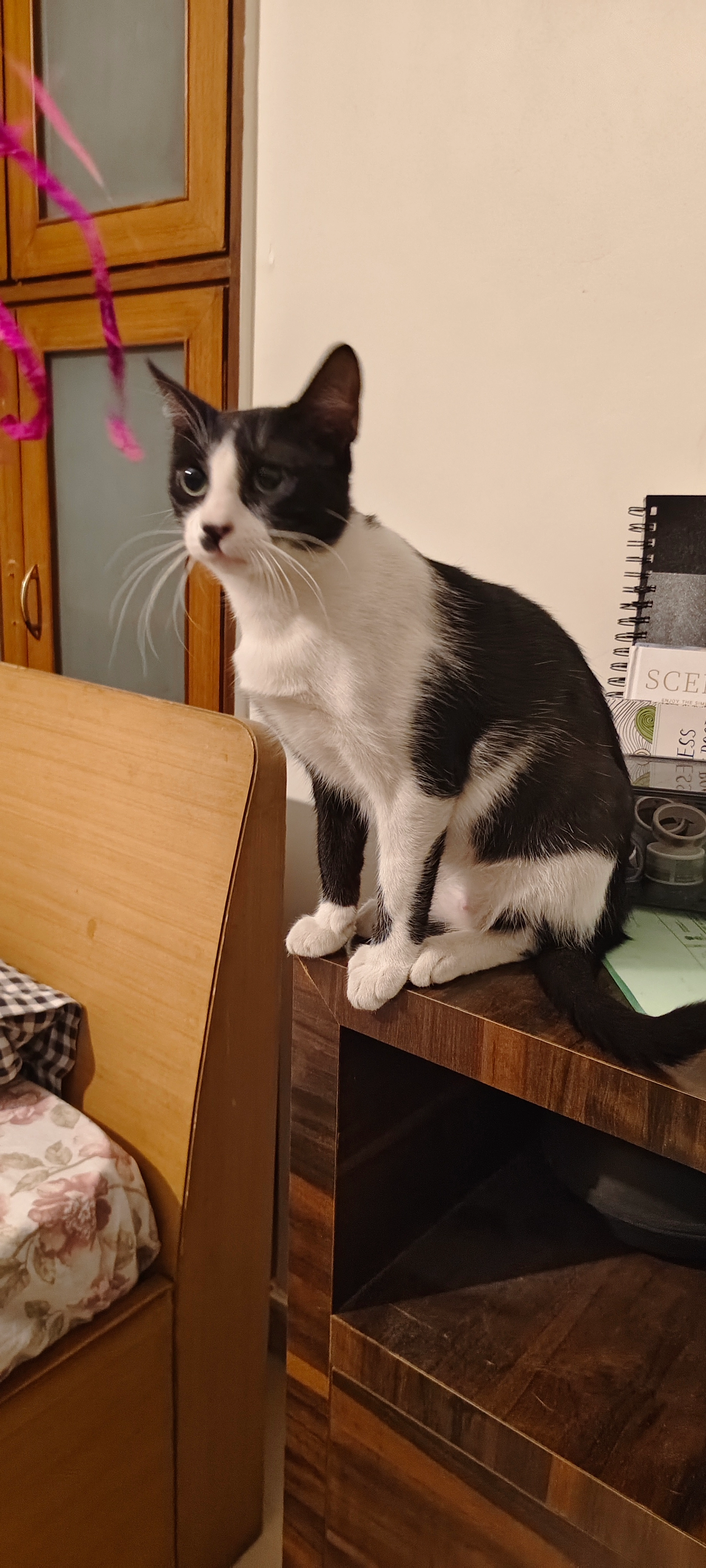 Jethro/Mahi - Krushna Path, Pune