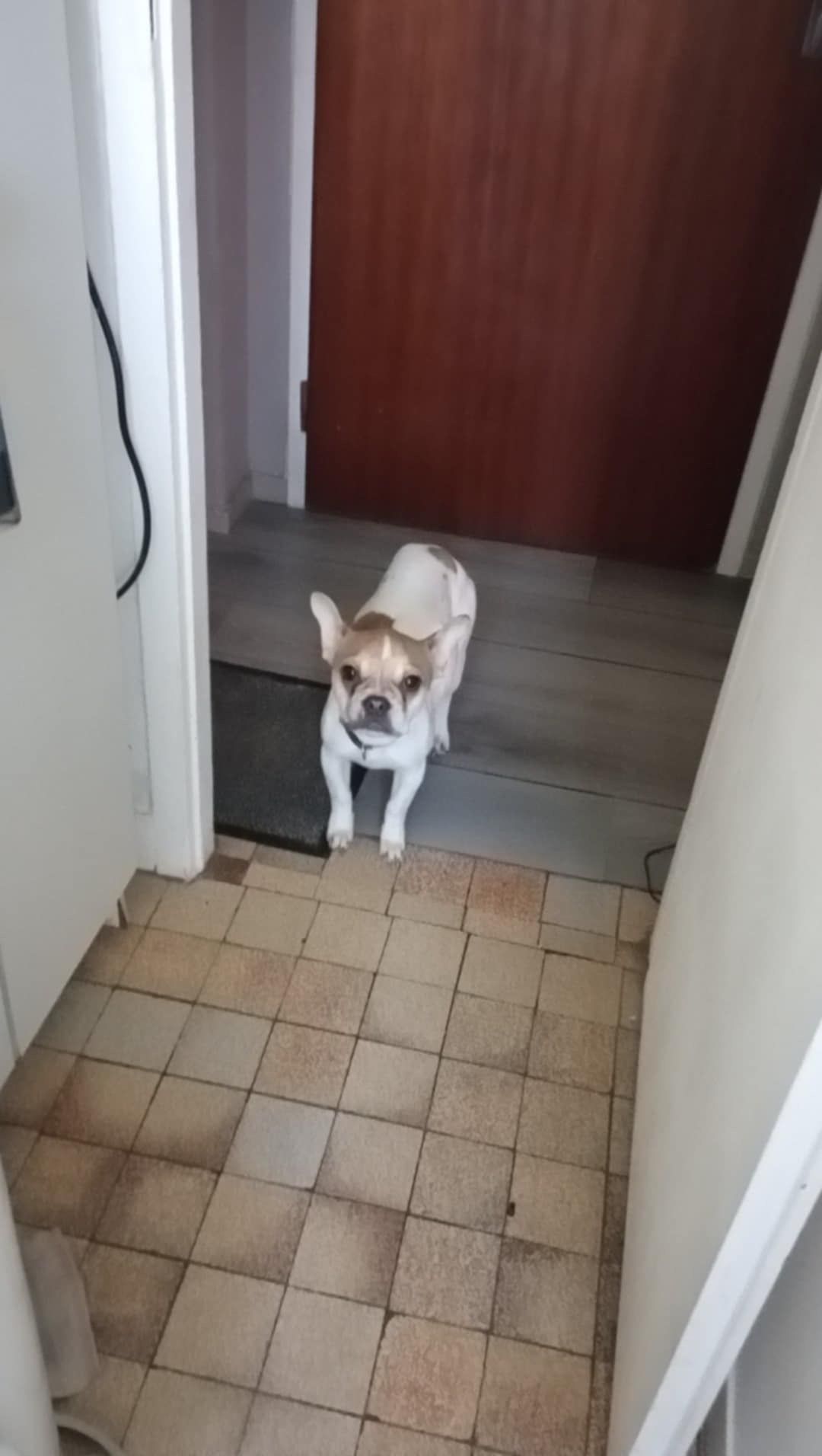 Bibou  - Rue Jules Ferry, Barentin