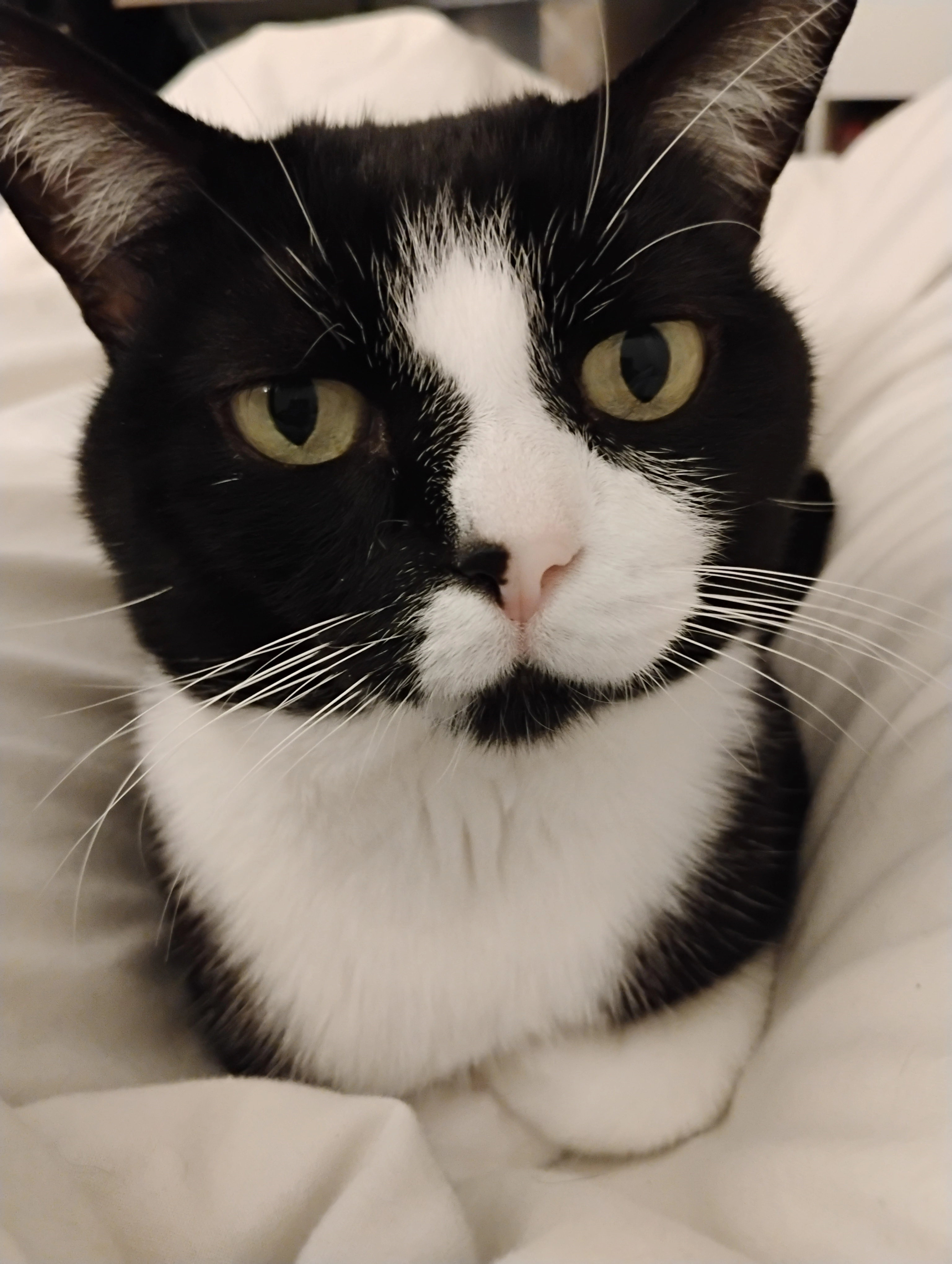 Jean matou  - Ile D'amour, Pont-sur-Yonne