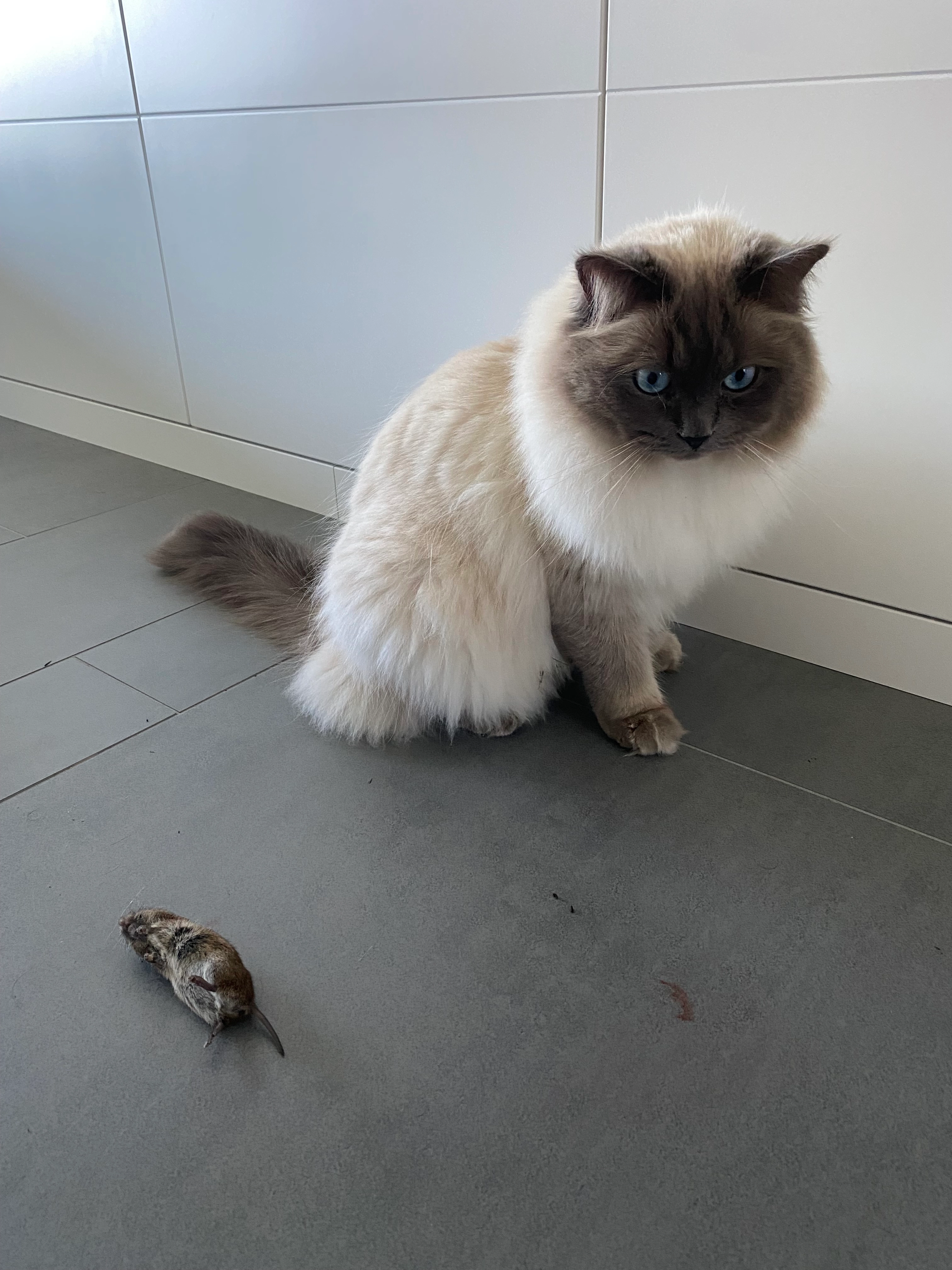 Cookie - Bergkirchener Straße, Wölpinghausen