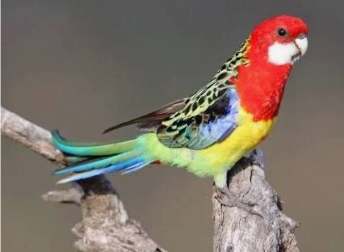 Mito - Ulmer Ried, Neu-Ulm