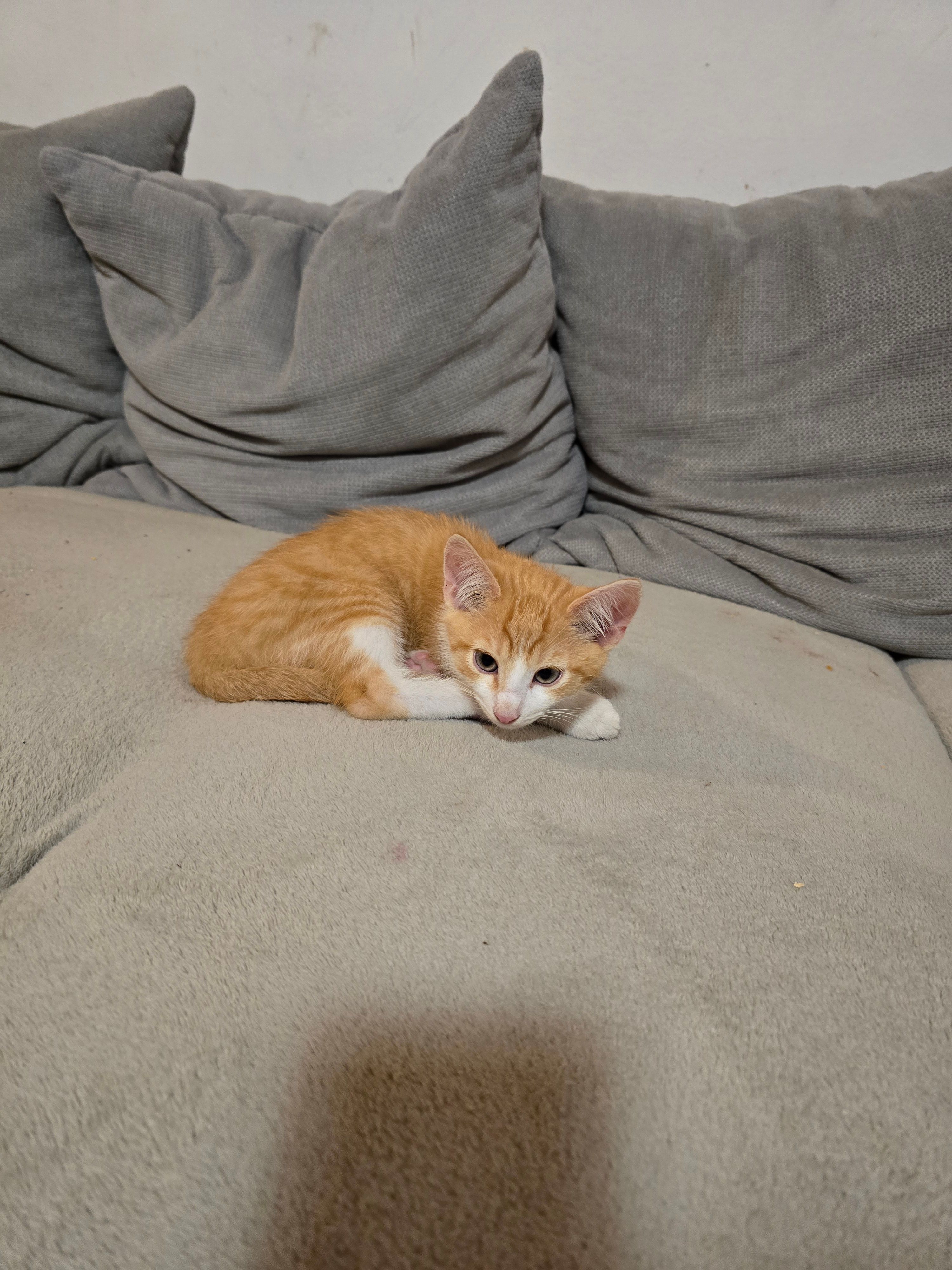 Charlie  - Taufkirchen an der Pram, Taufkirchen an der Pram