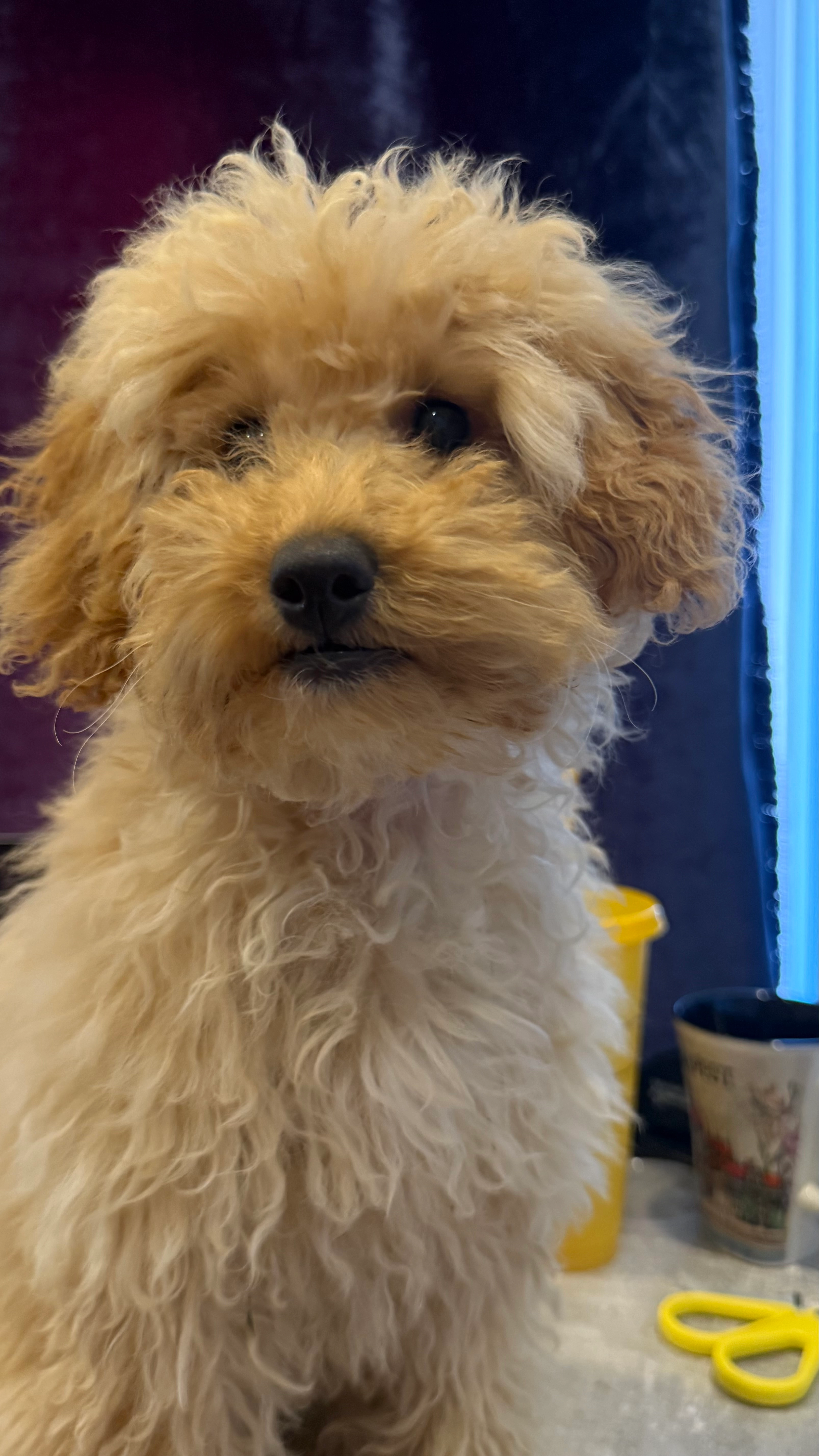 Cookie  - Ashbourne Avenue, Bexleyheath