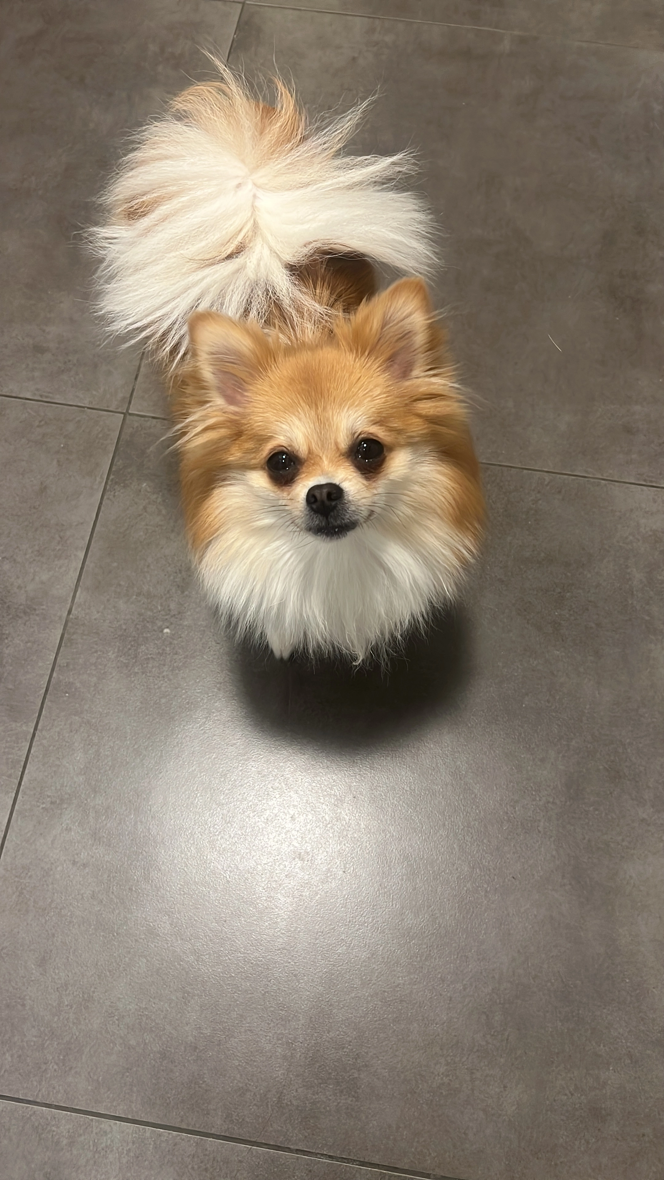 Ivy - Rue De Tournai, Saint-Ghislain