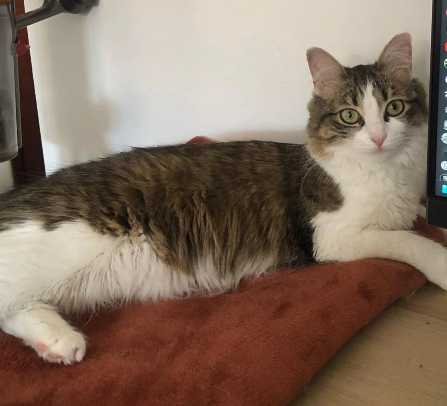 Nori - 14 Grande Rue Saint-Nicolas, Toulouse