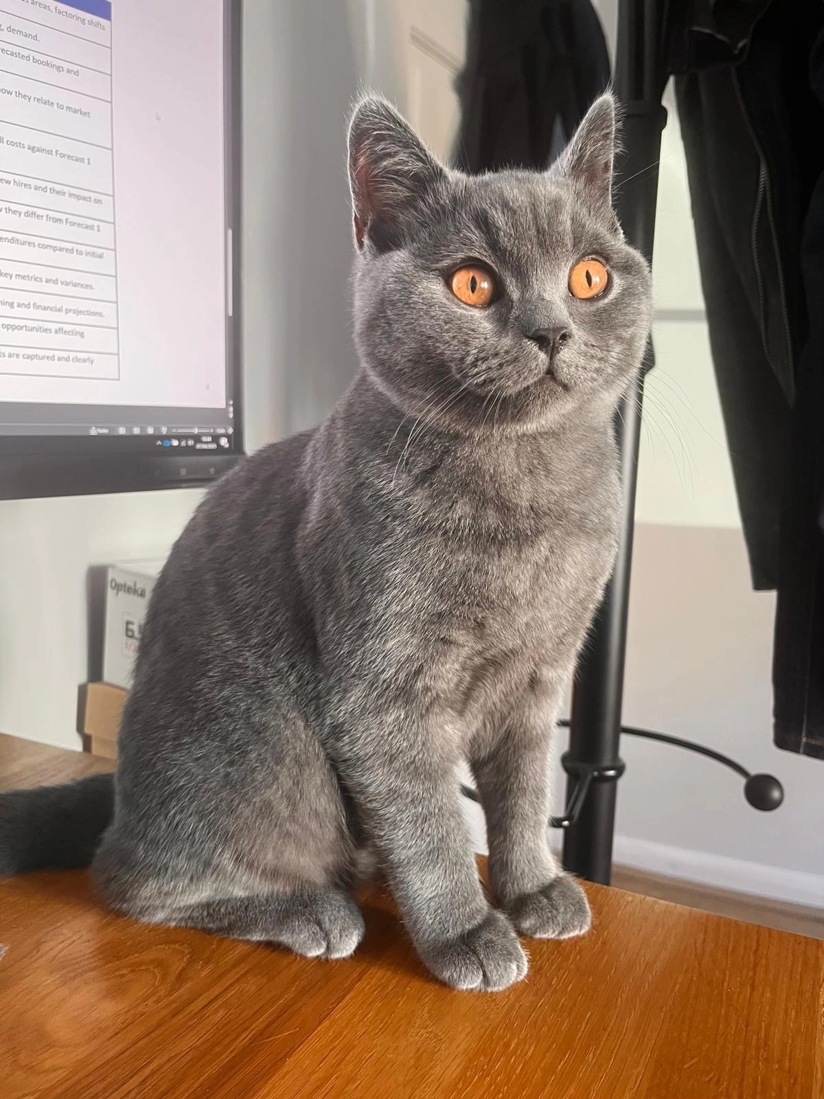 Bandit  - Grove Road, Chertsey