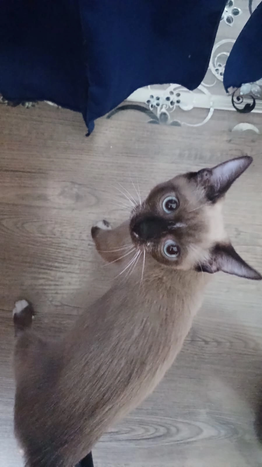 Cookie - Eisenstraße, Losenstein