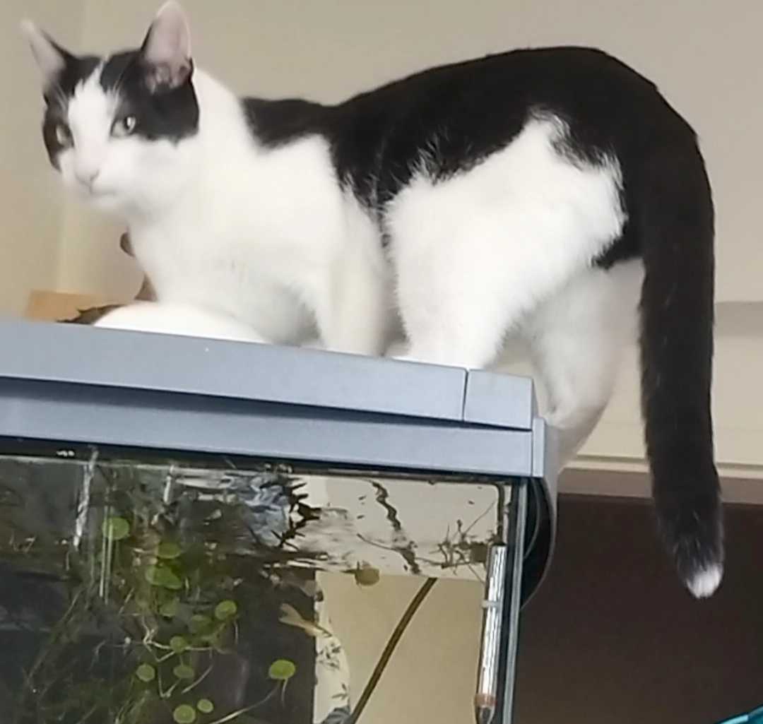 Pixel - Klagenfurter Straße, Dresden