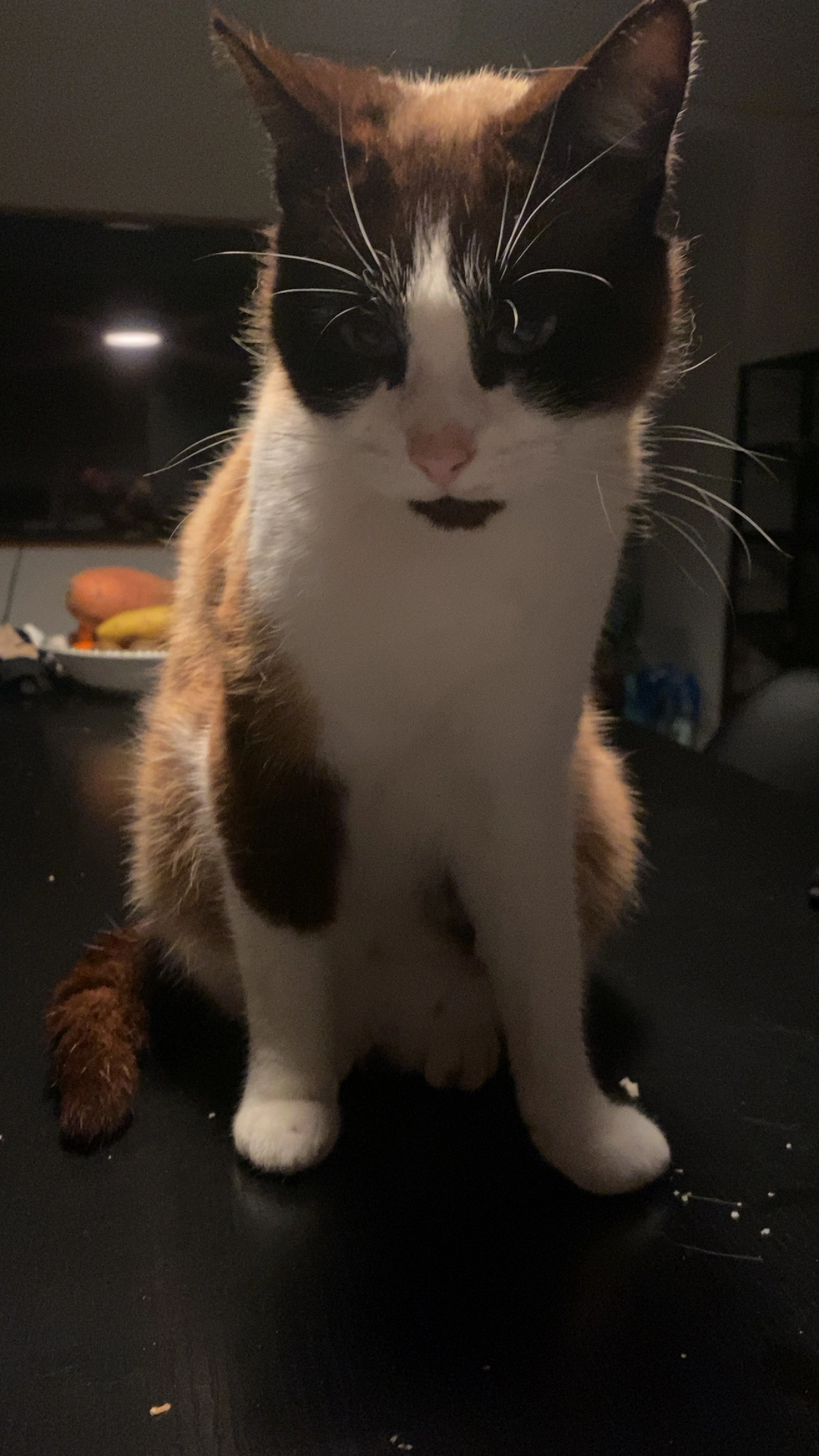 Noopy - Chemin des Fossés, Bellocq