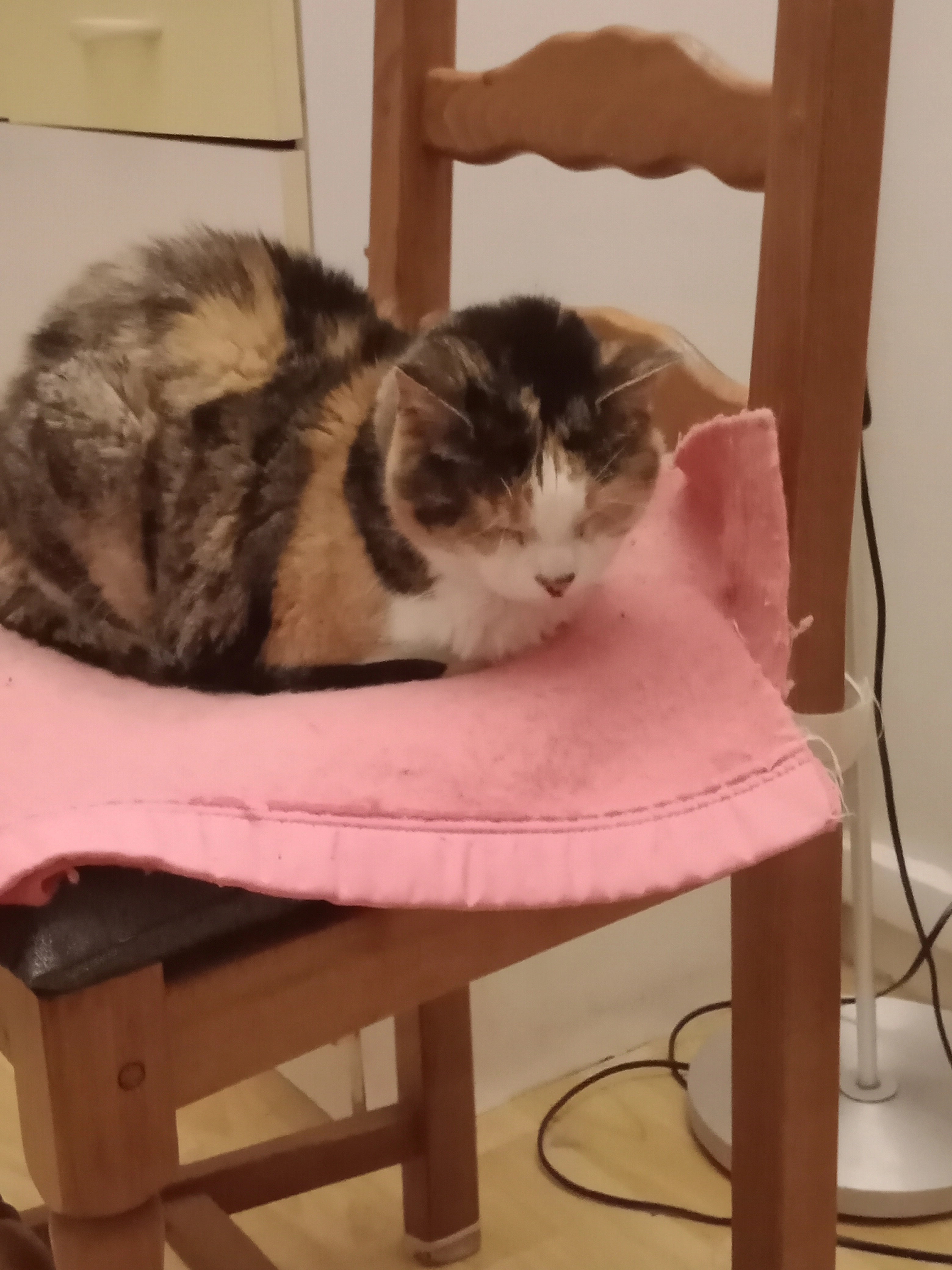 Danette  - 10 Rue d'Arès (à côté du vieux cimetière), Auberchicourt