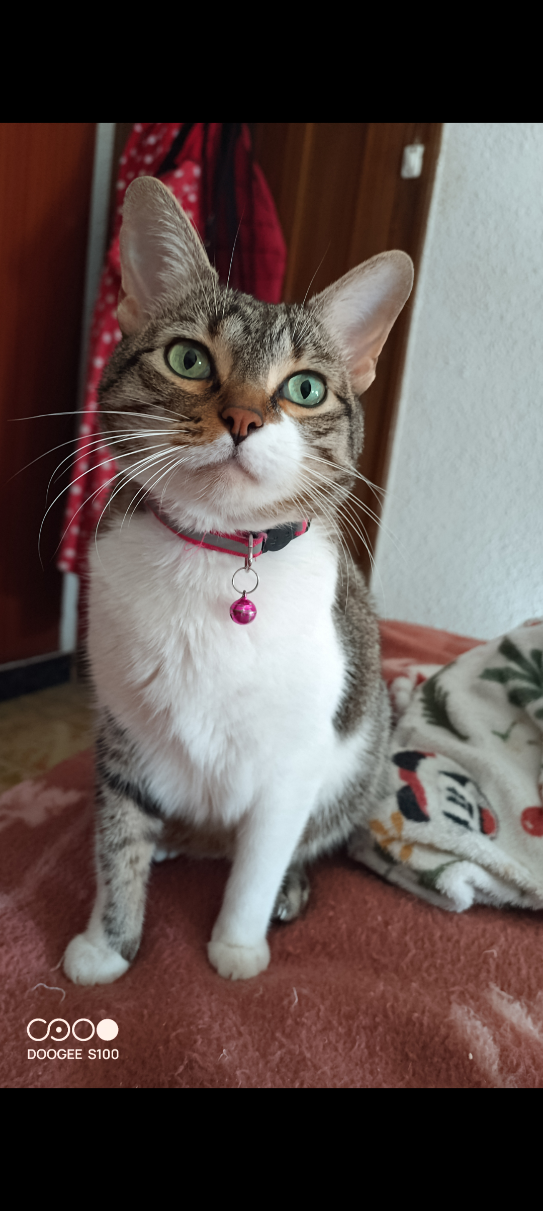 Mini - Calle del Paso 55, Zaragoza