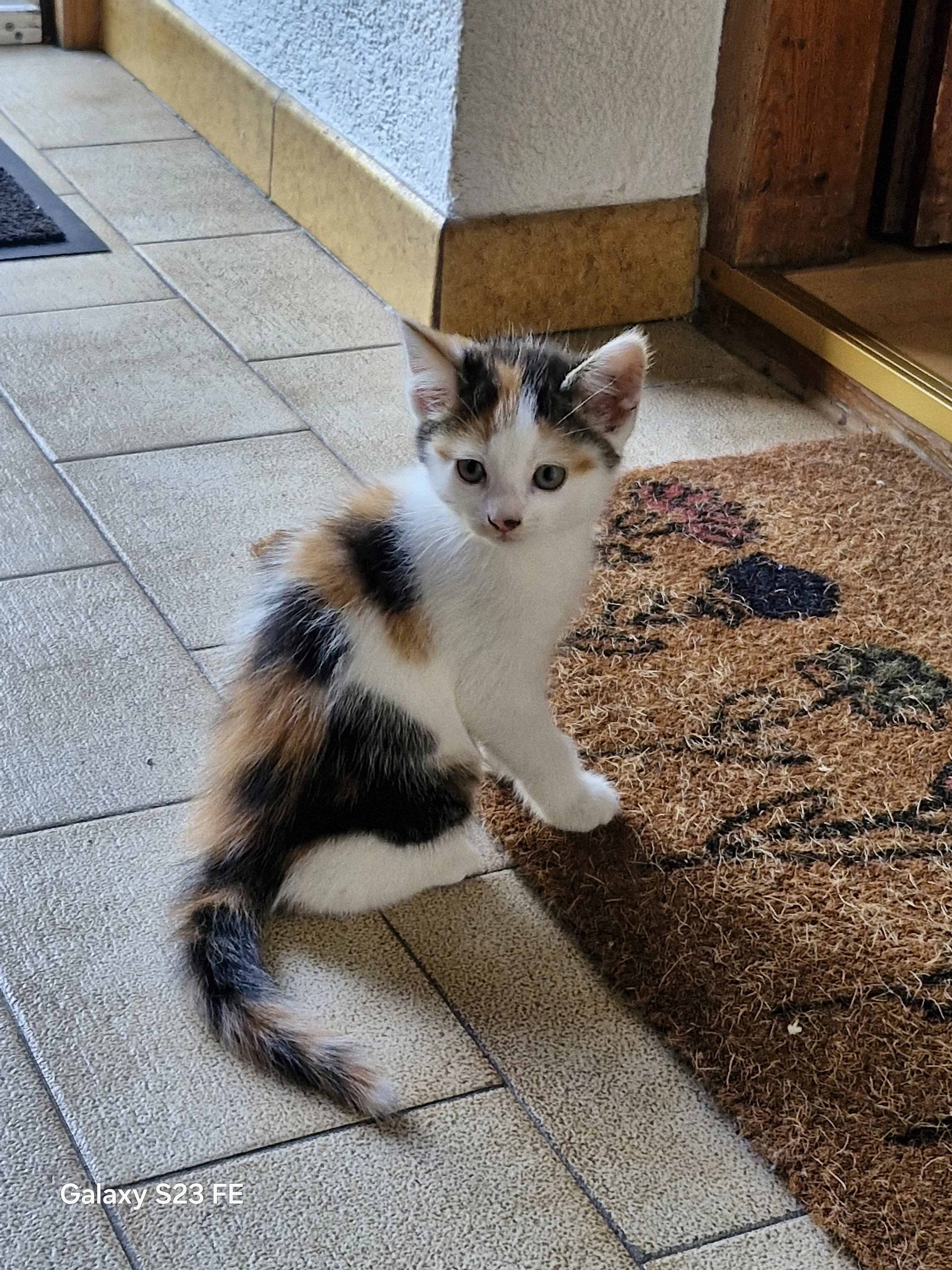 Merle - Pseirer Straße, St. Martin in Passeier