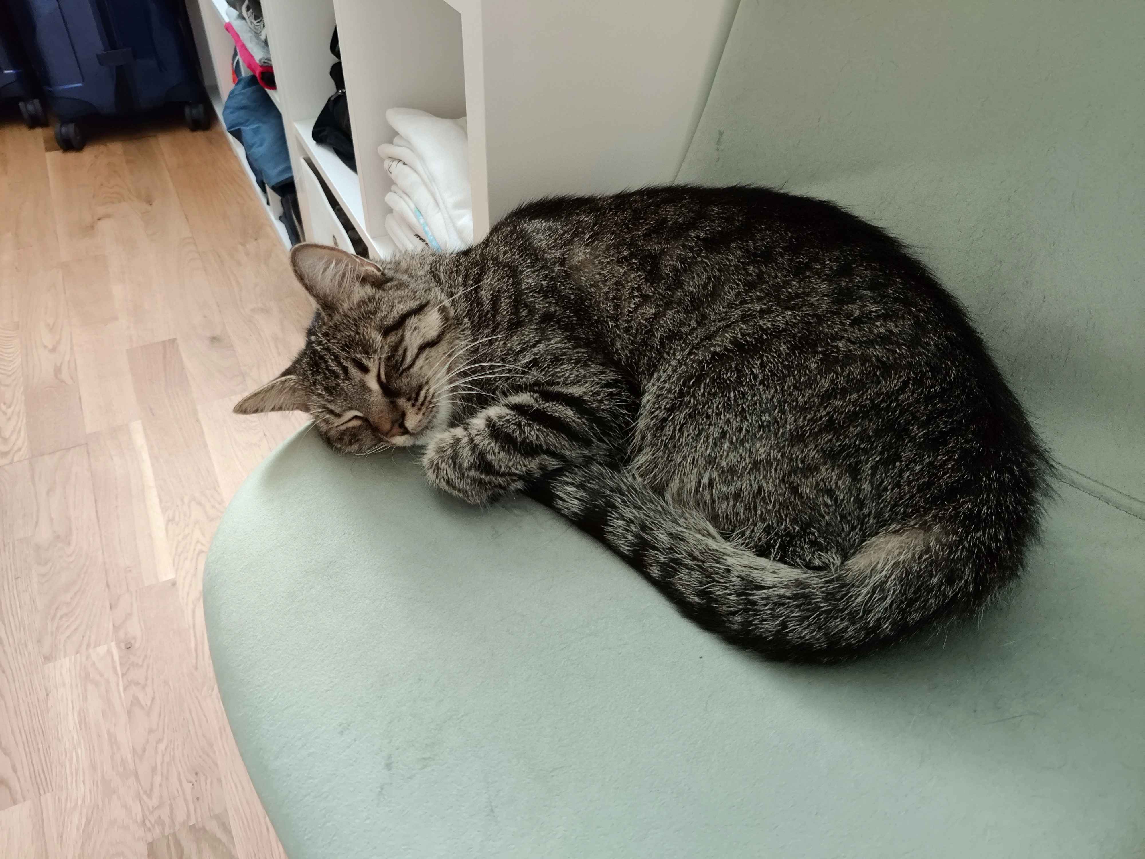 Findus - Lobaugasse, Wien