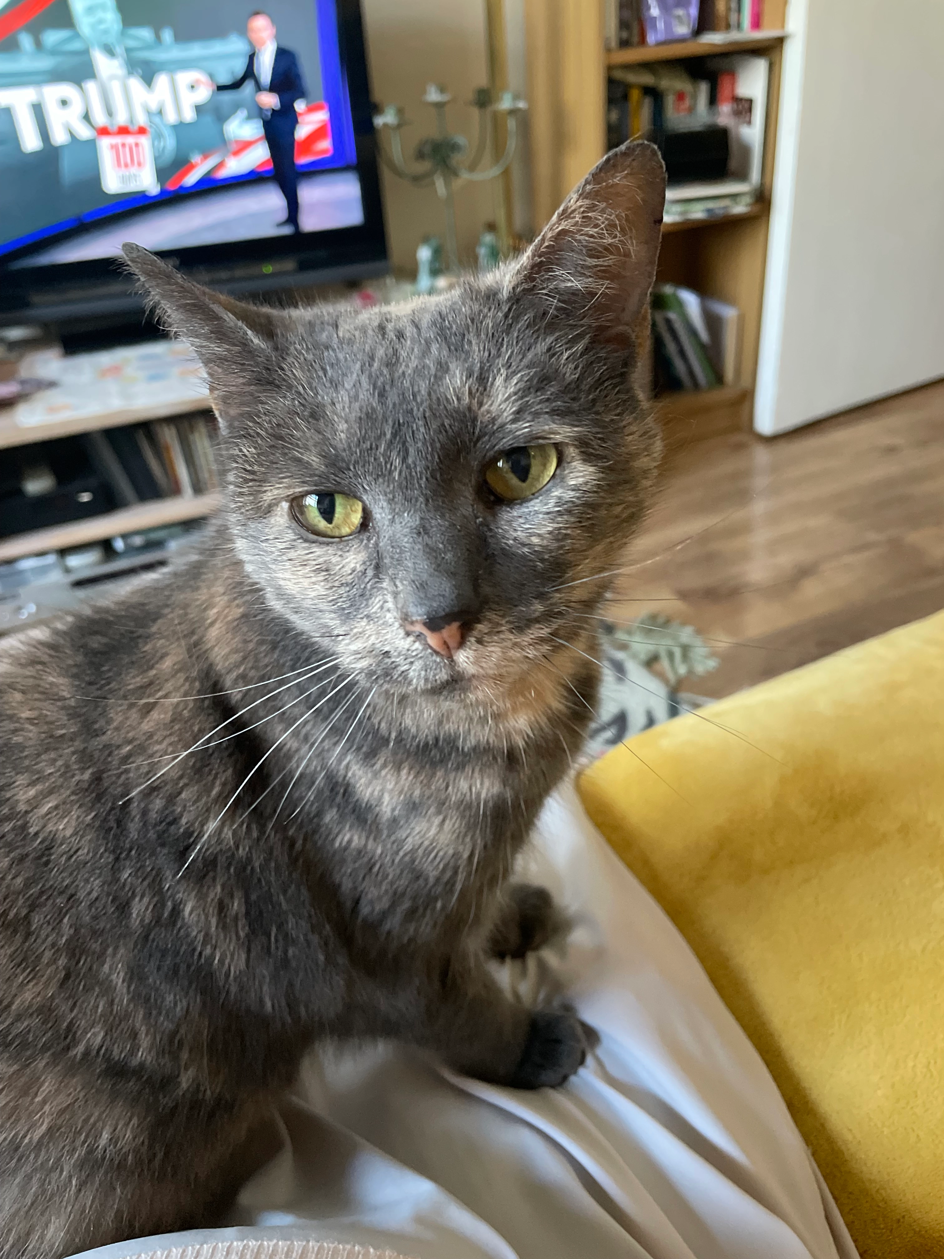 Maggie - Tottenham Place, Bristol