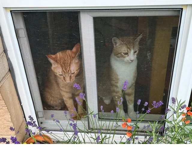 Ari and Gunther  - 60th Avenue West, Lynnwood