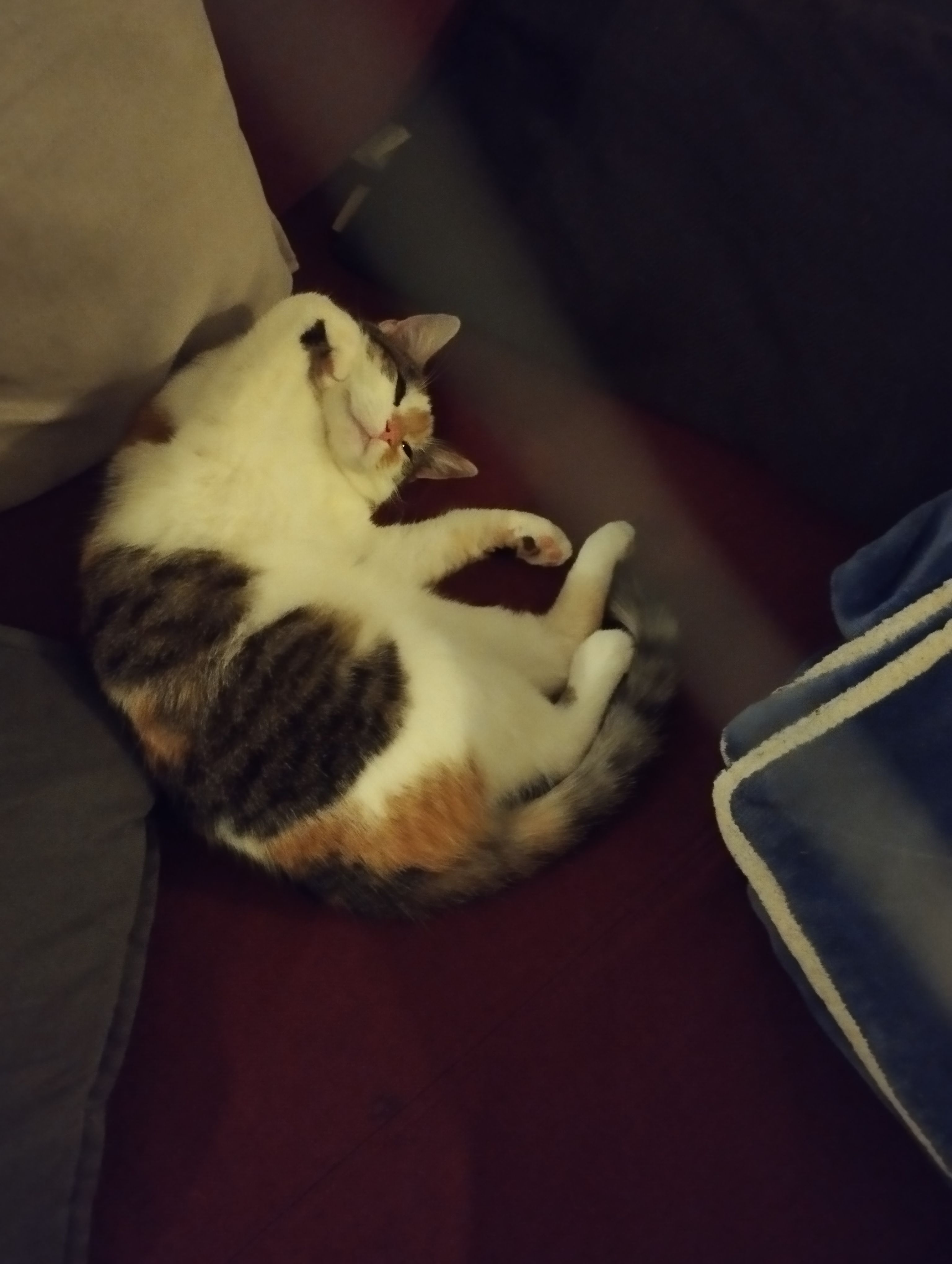 Josi - Dresdner Straße, Meißen