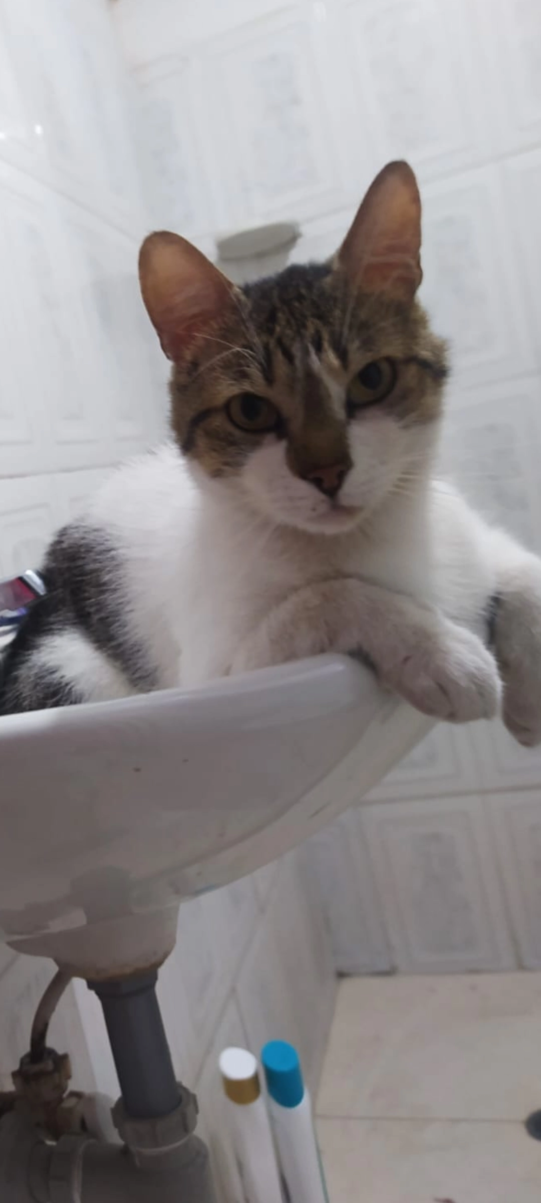 Romeo - Pance, Liubliana