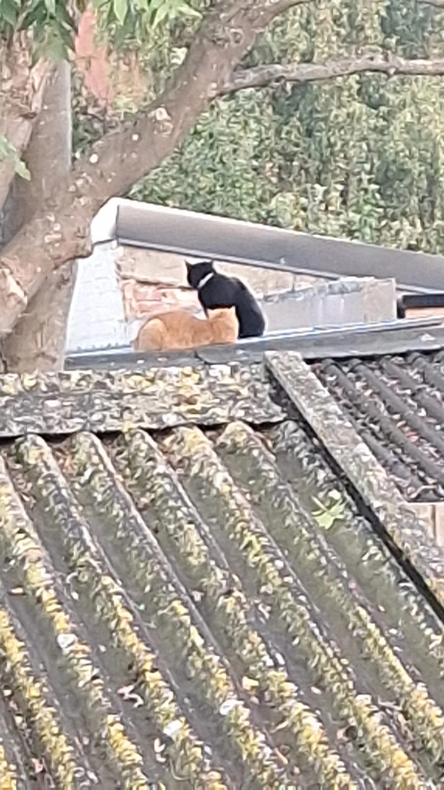 Sissy - Rustenburgstraat 69, Brugge