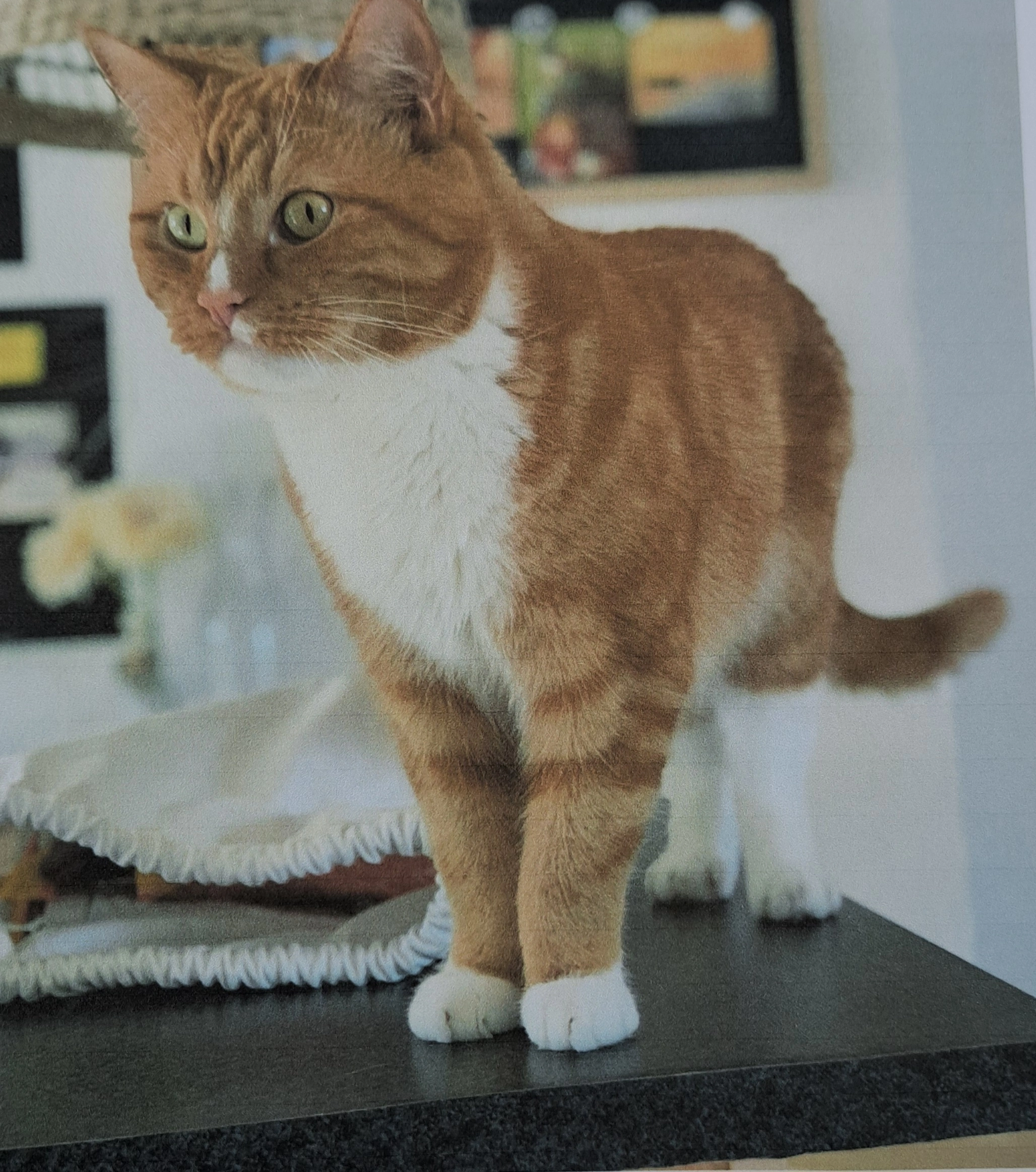 Fiete - Westring, Ratekau