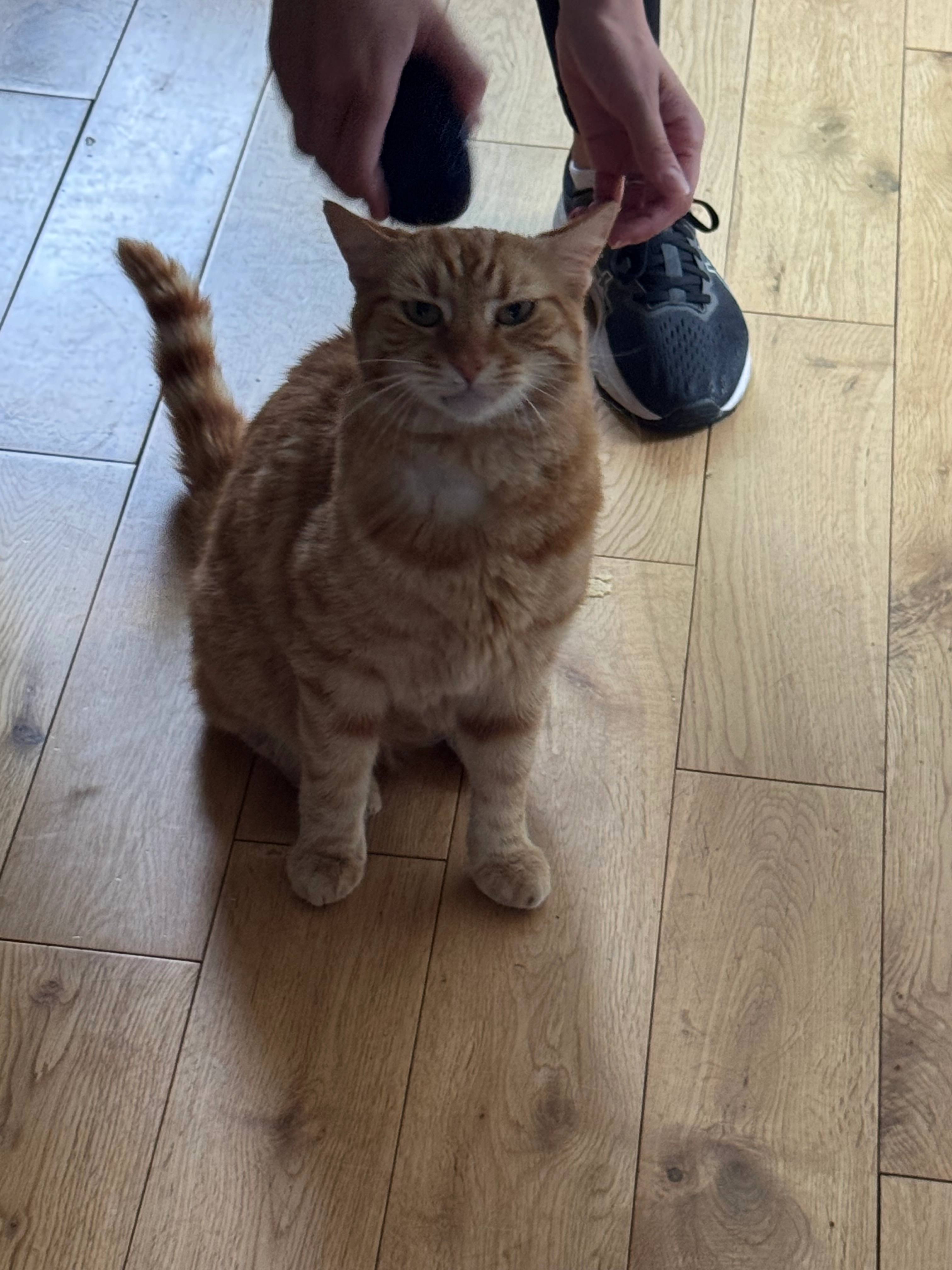 Rafa - Braikenridge Close, Clevedon