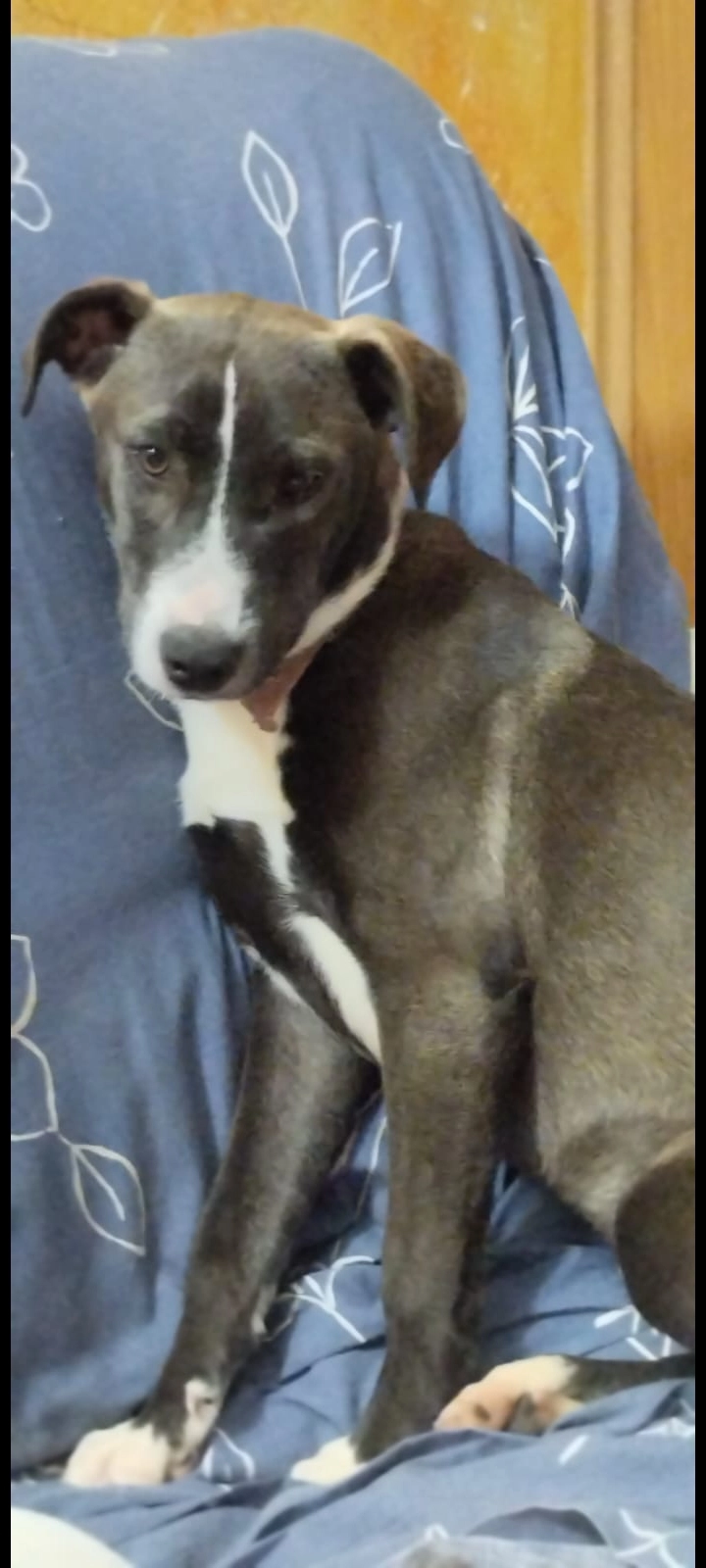 Isis i nina - Bonaterra II, Albinyana