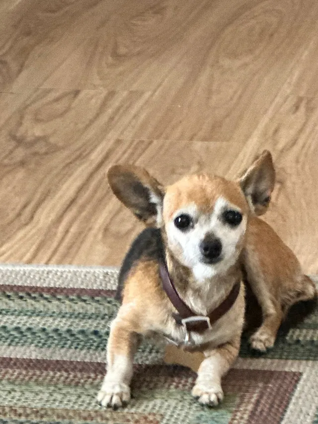Lucy - 8109 Cheyenne Ave, Downey