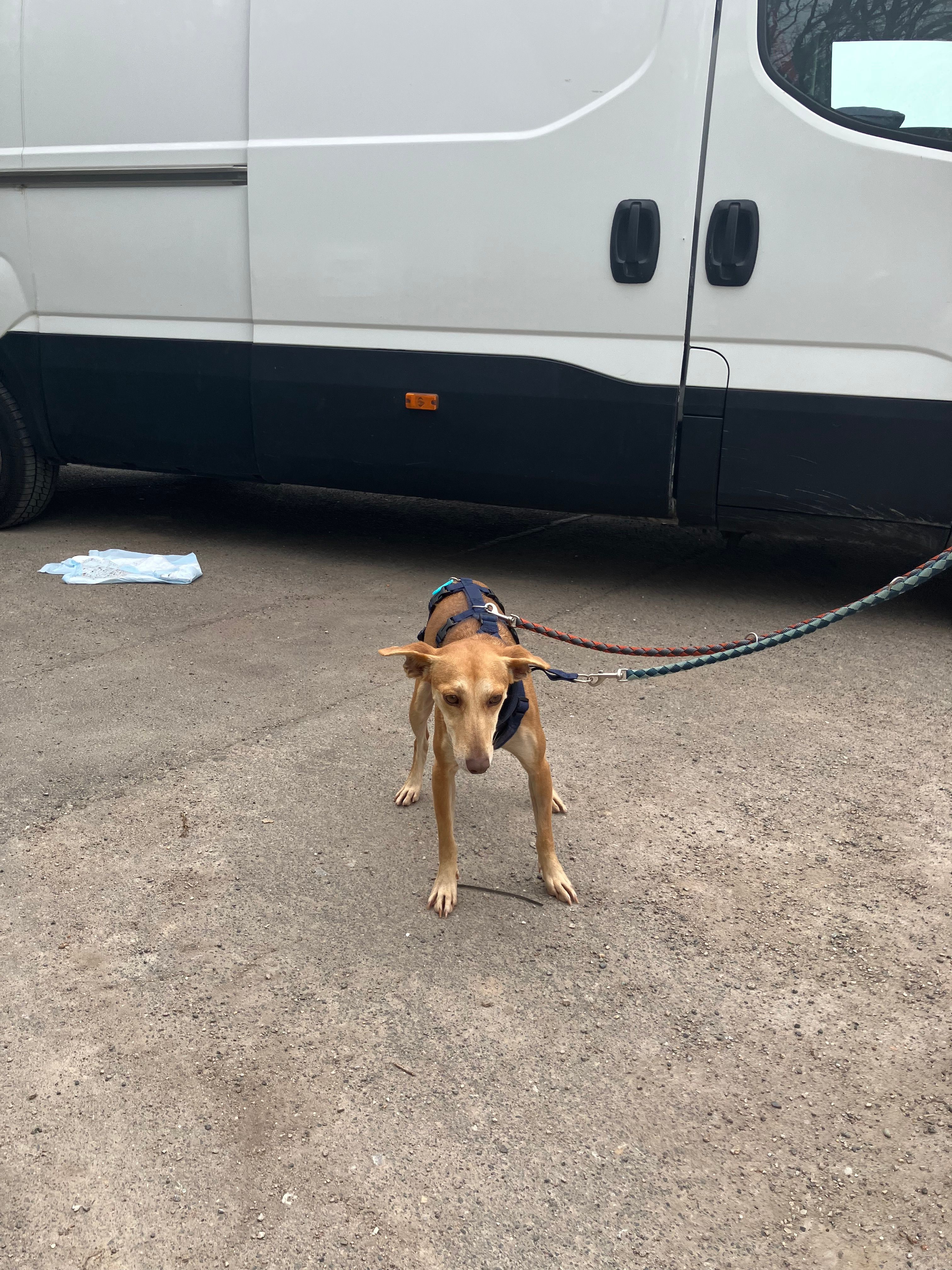 Tara - Bourscheider Weg, Burscheid