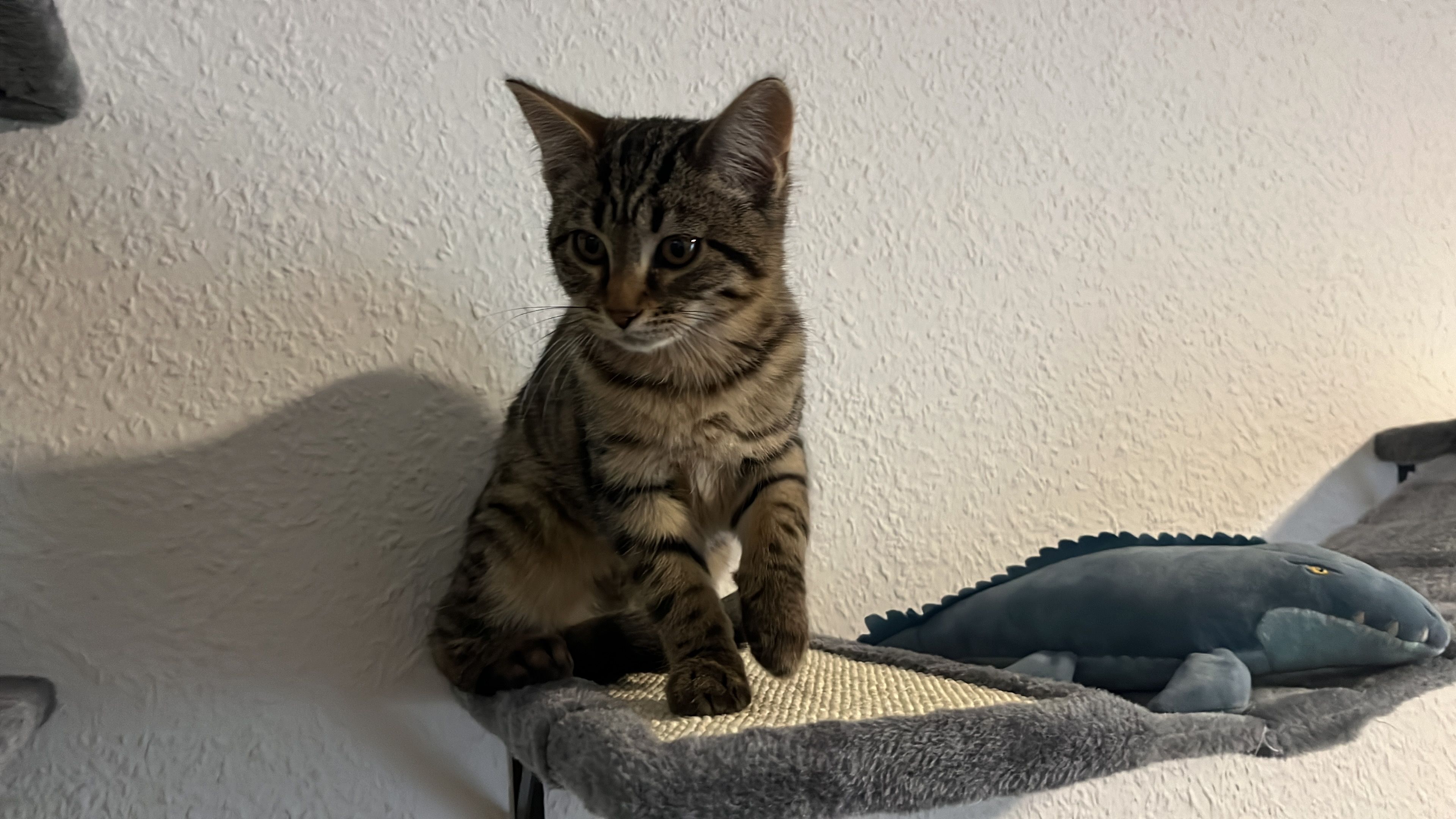 Fluffy - Dortmunder Straße 14, Zwickau