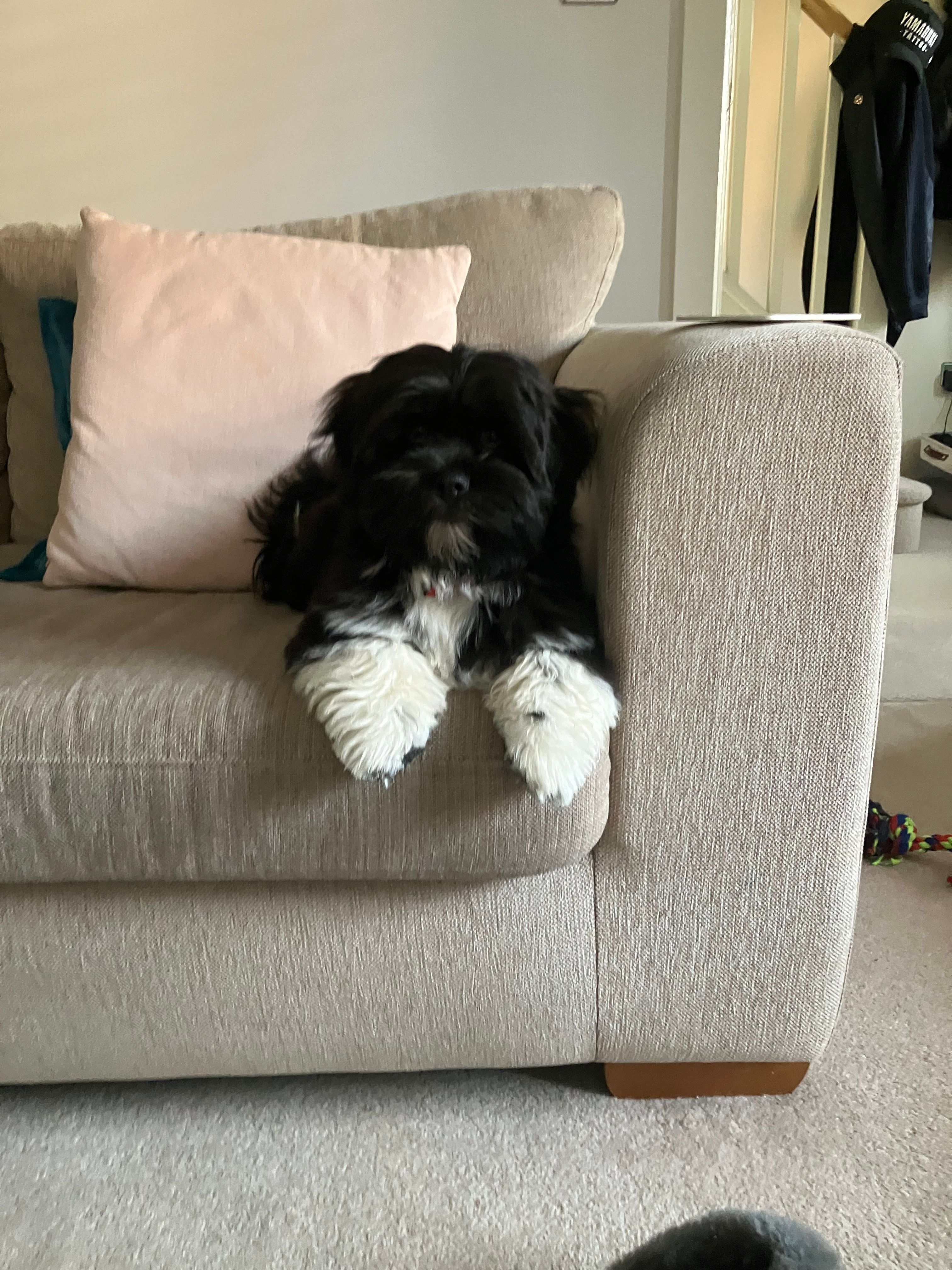 Teddy  - Houghton Avenue, Waterlooville