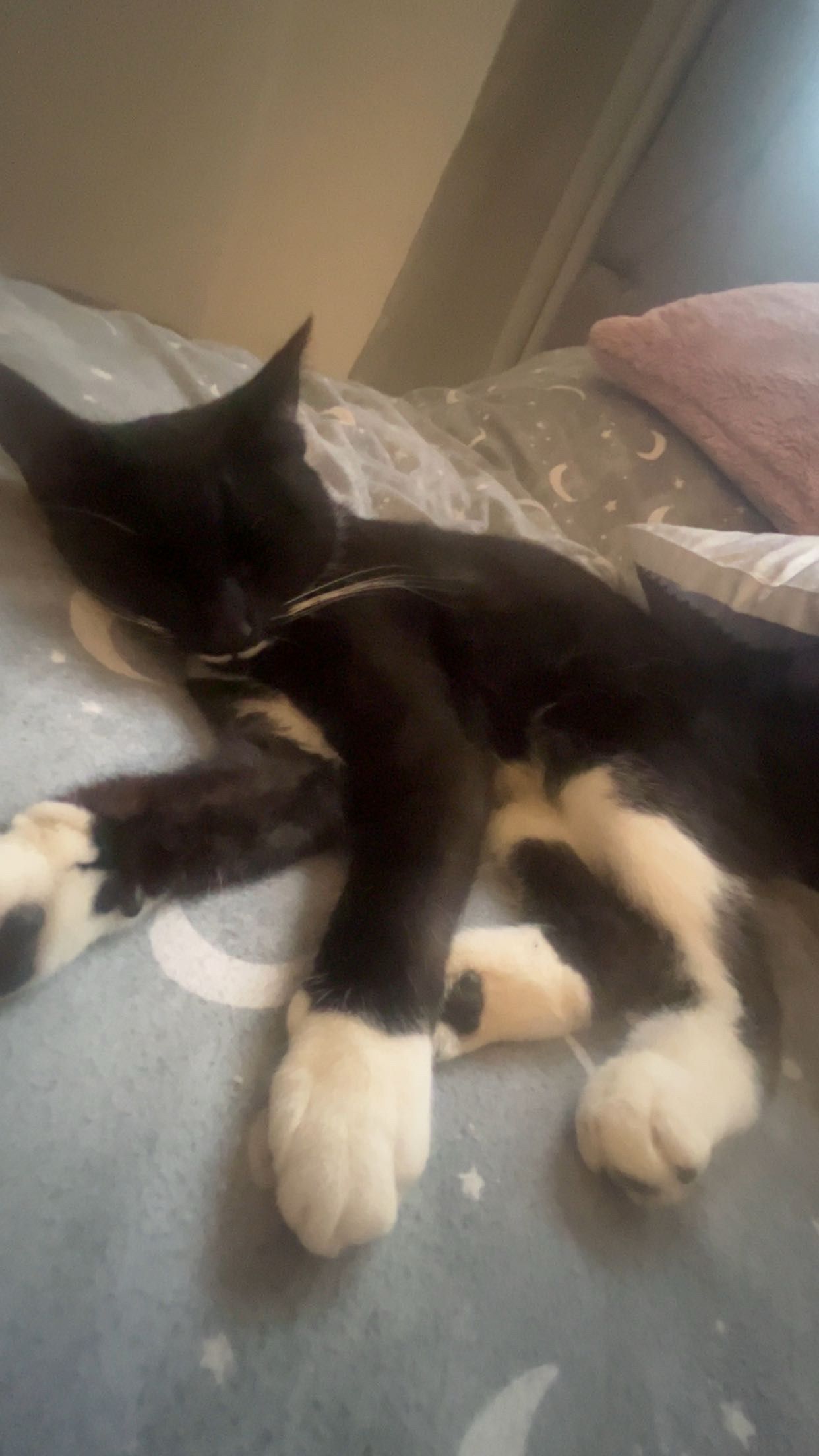 Bella - Tewther Road, Bristol