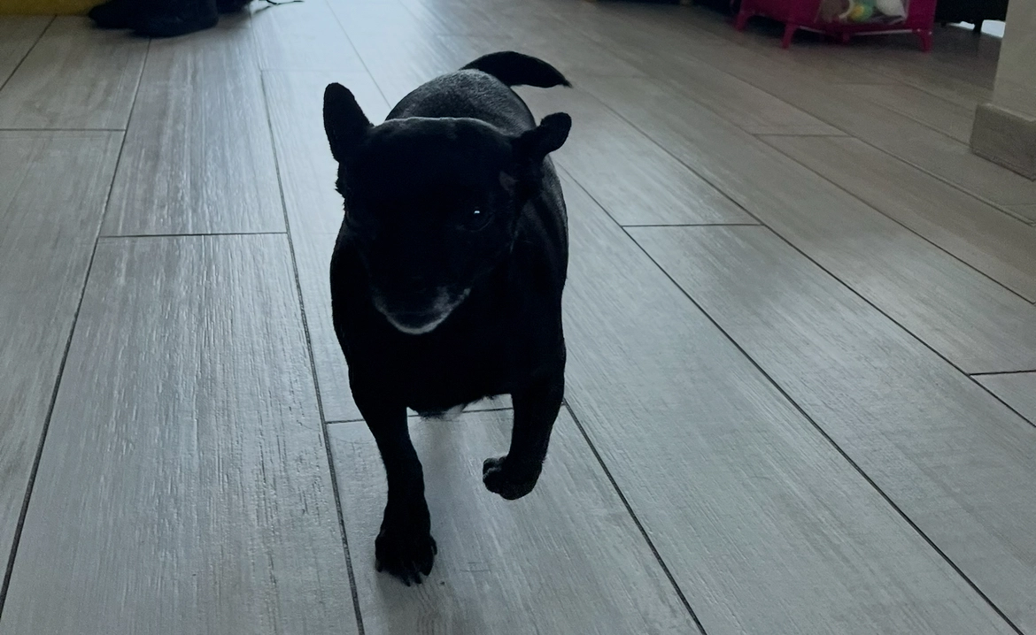 Paya - Chemin de Saint-Ladre Prolongé, Dammartin-en-Goële