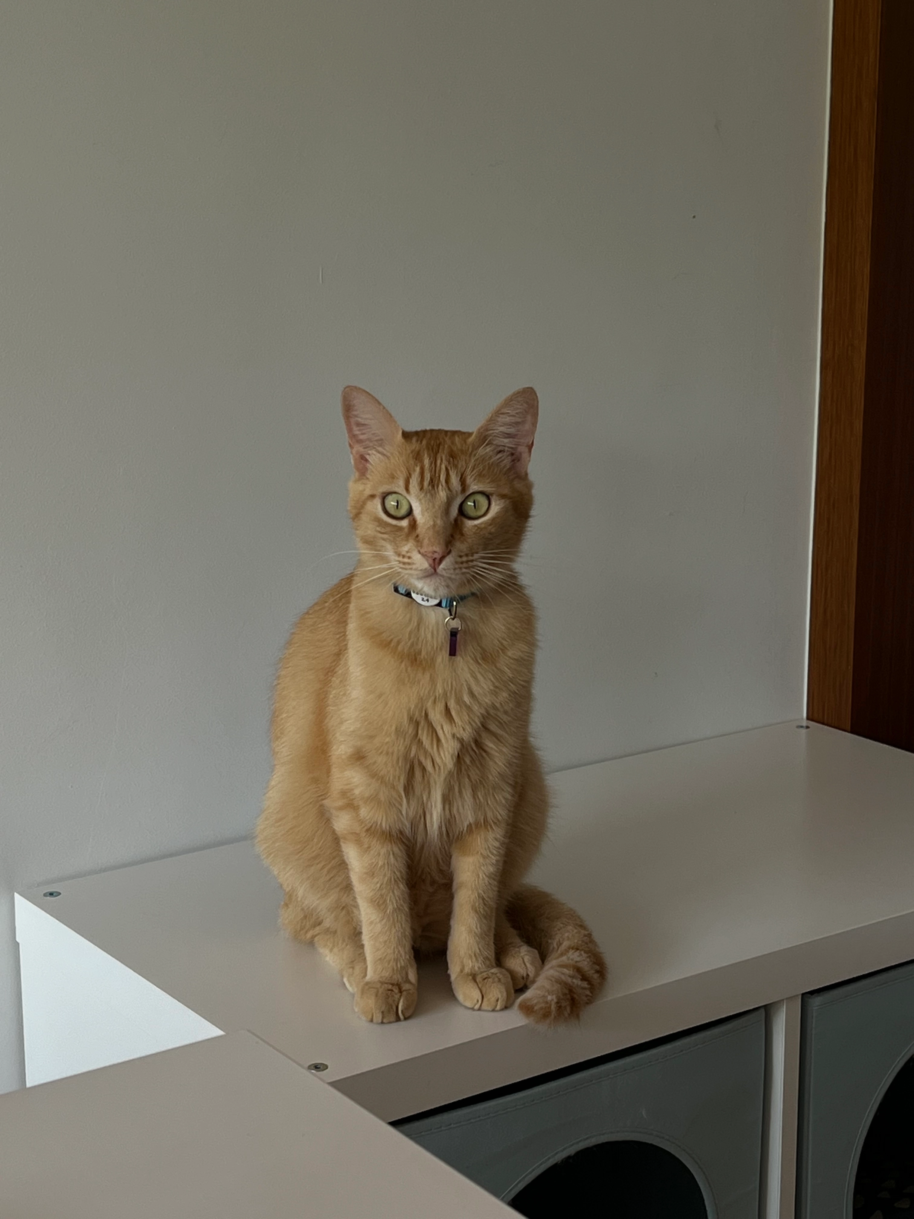 Trigo - Calle Cañada De Magán, Olías del Rey