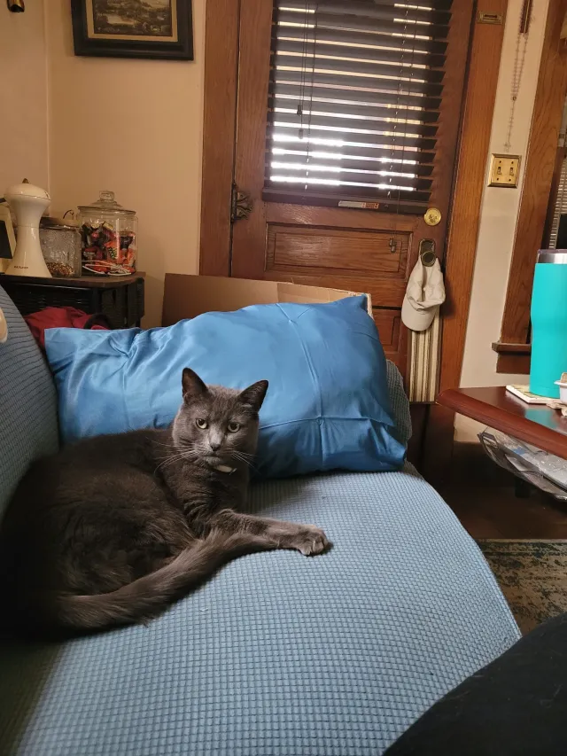 ELLA mae - 68 W Robert Ave, Hazel Park