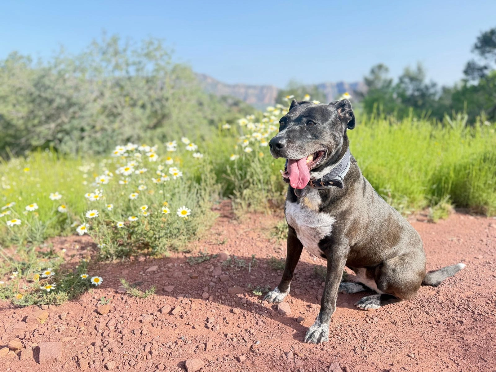 Noa - Partida De Magdalena, Museros