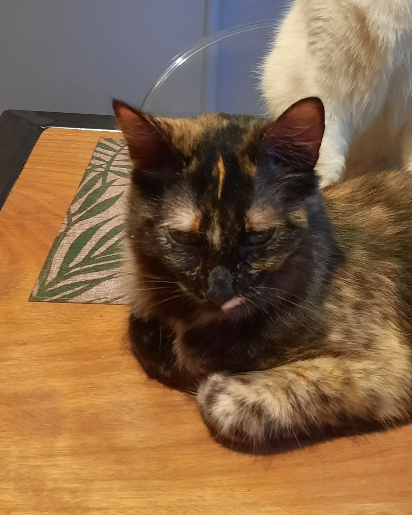 Misty - 1 Rue de la Croix Verte, Albi