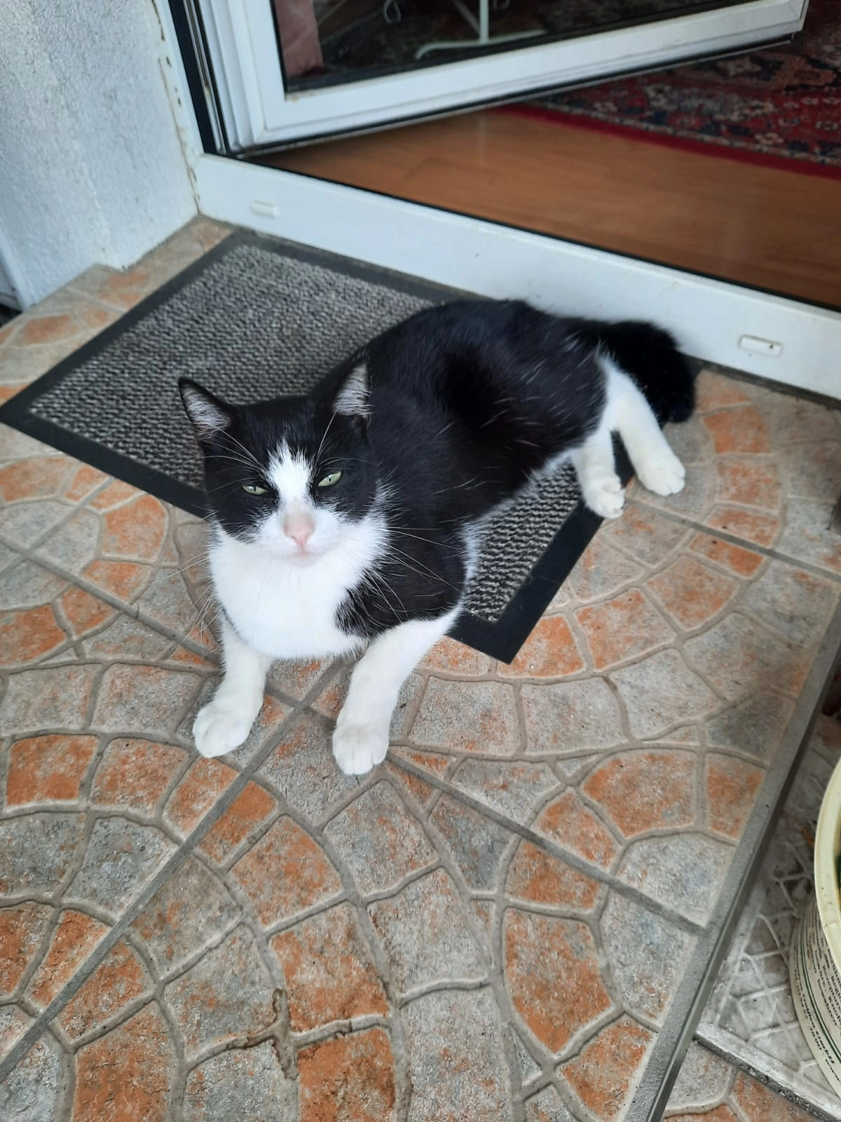 Rocky - Am Wald 47, Brieselang