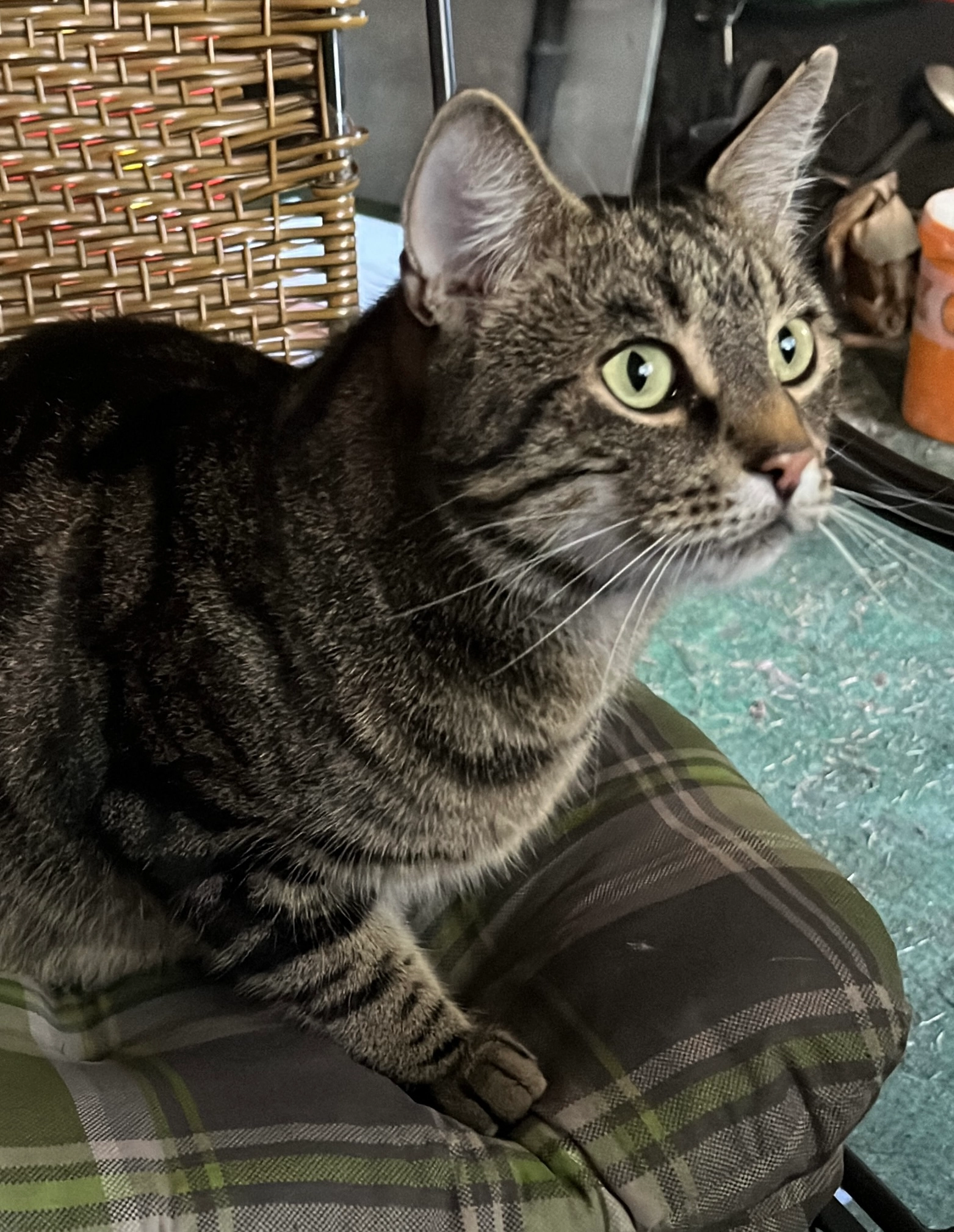 Joshi - Hohenzollernstraße, Nürnberg